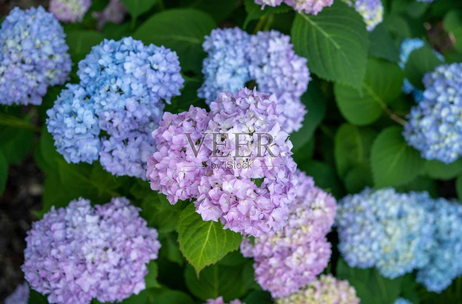 蓝色和紫色的绣球花照片摄影图片