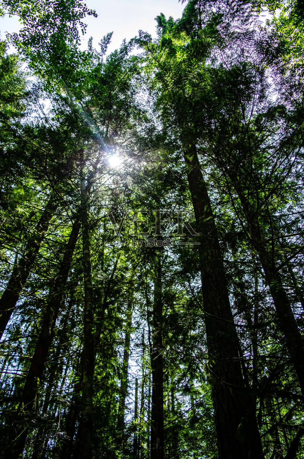 的阳光照片摄影图片