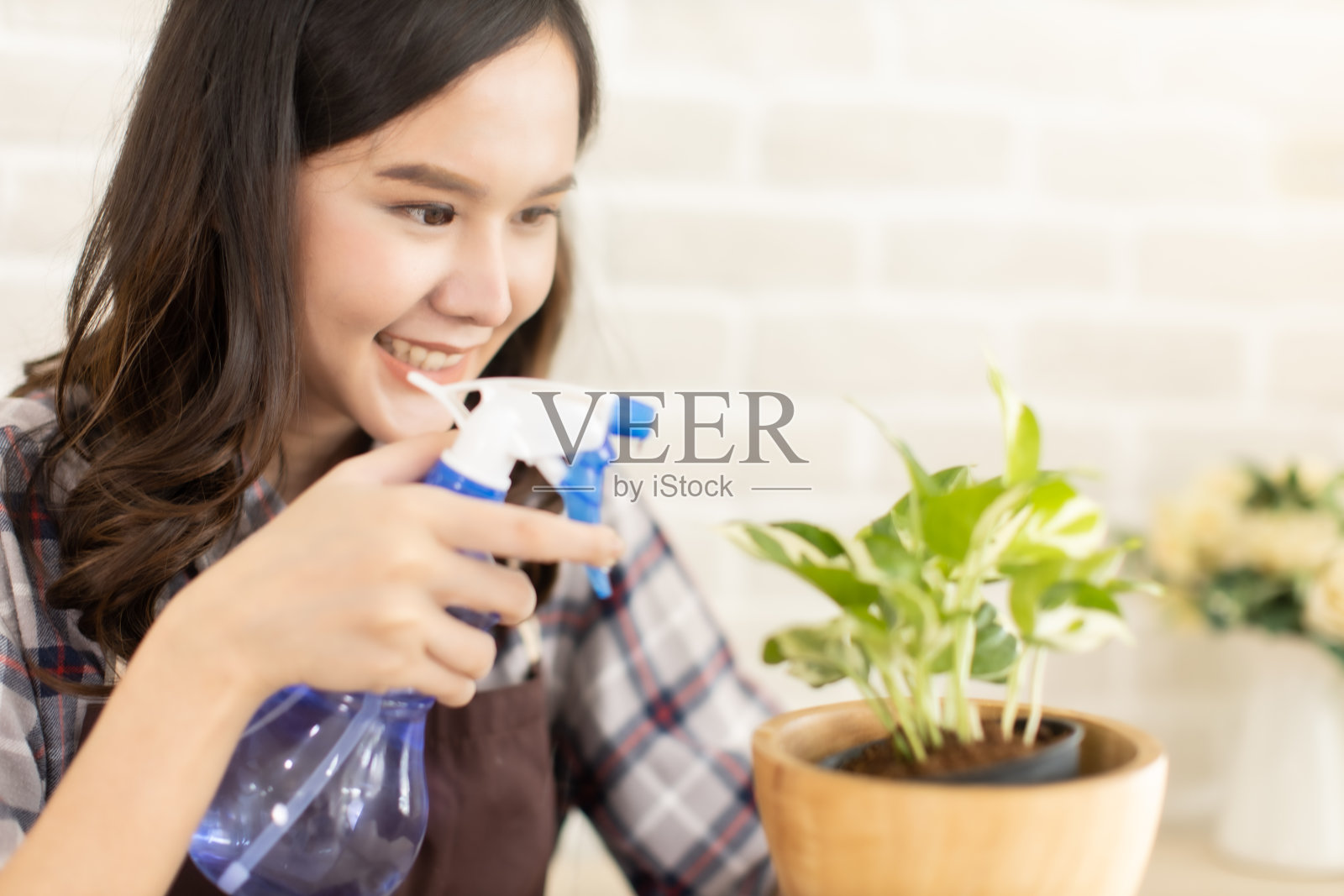 女人在家里照顾盆栽植物，女人清理怪物的叶子，并洒水。爱好，家庭园艺，年轻的亚洲妇女学习网上关于照顾小树。照片摄影图片