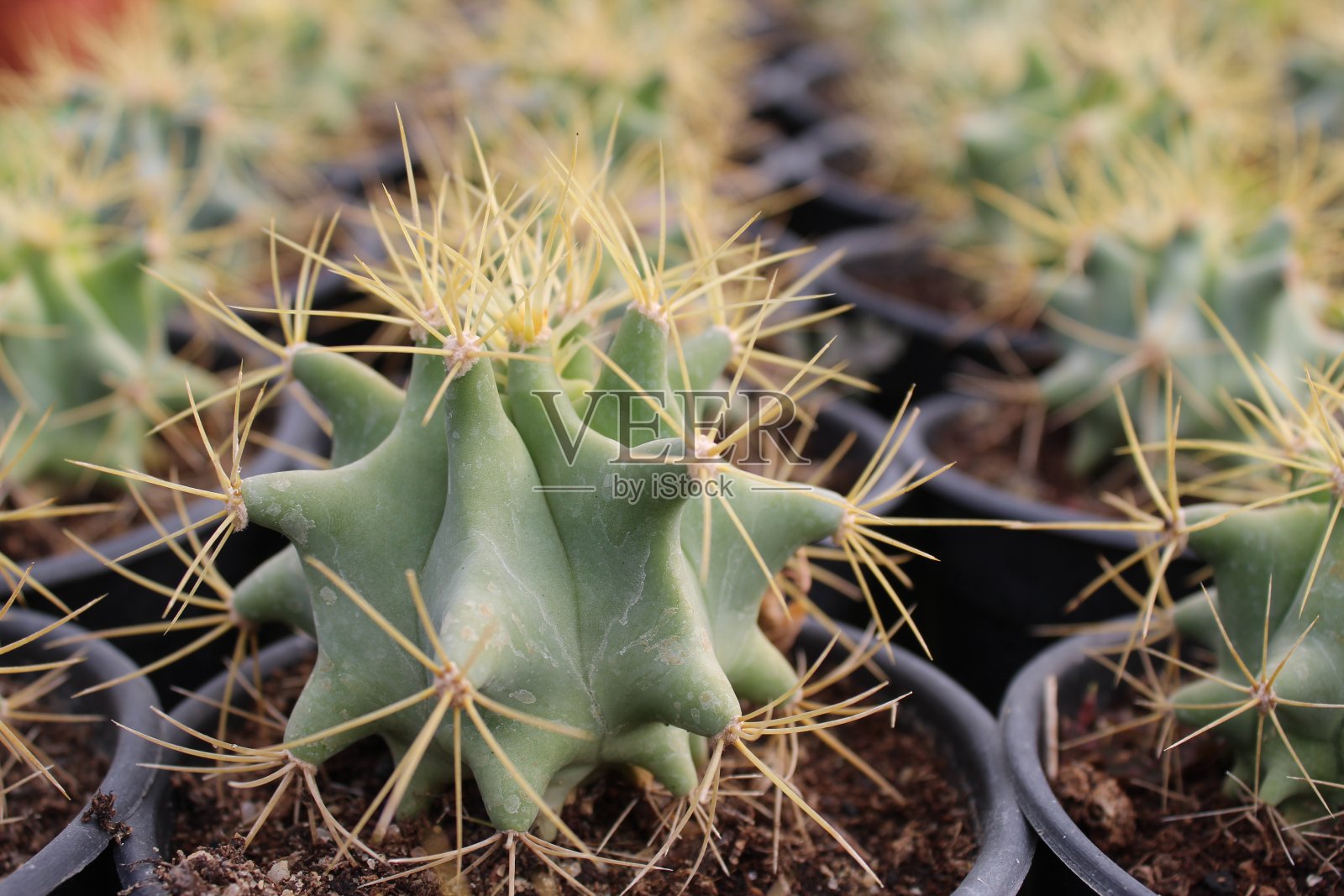 模糊背景下的美丽金琥仙人球照片摄影图片