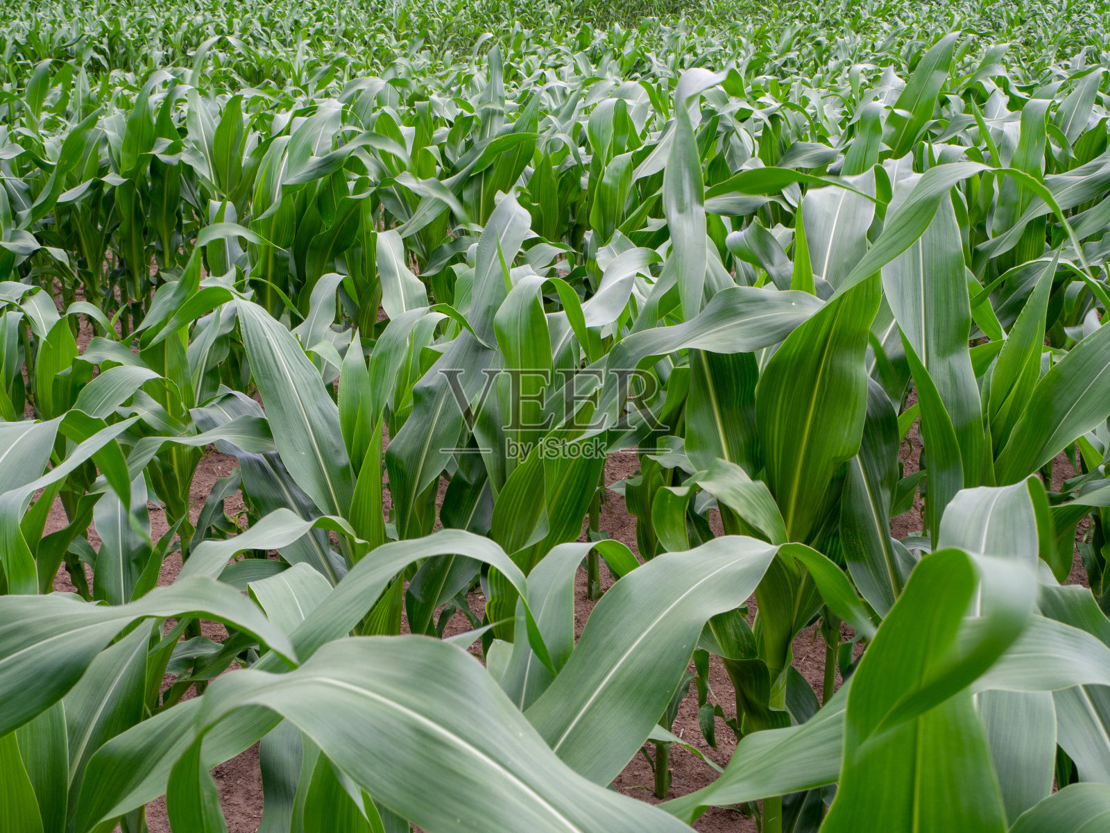 夏天天气好的时候有绿色的玉米地照片摄影图片