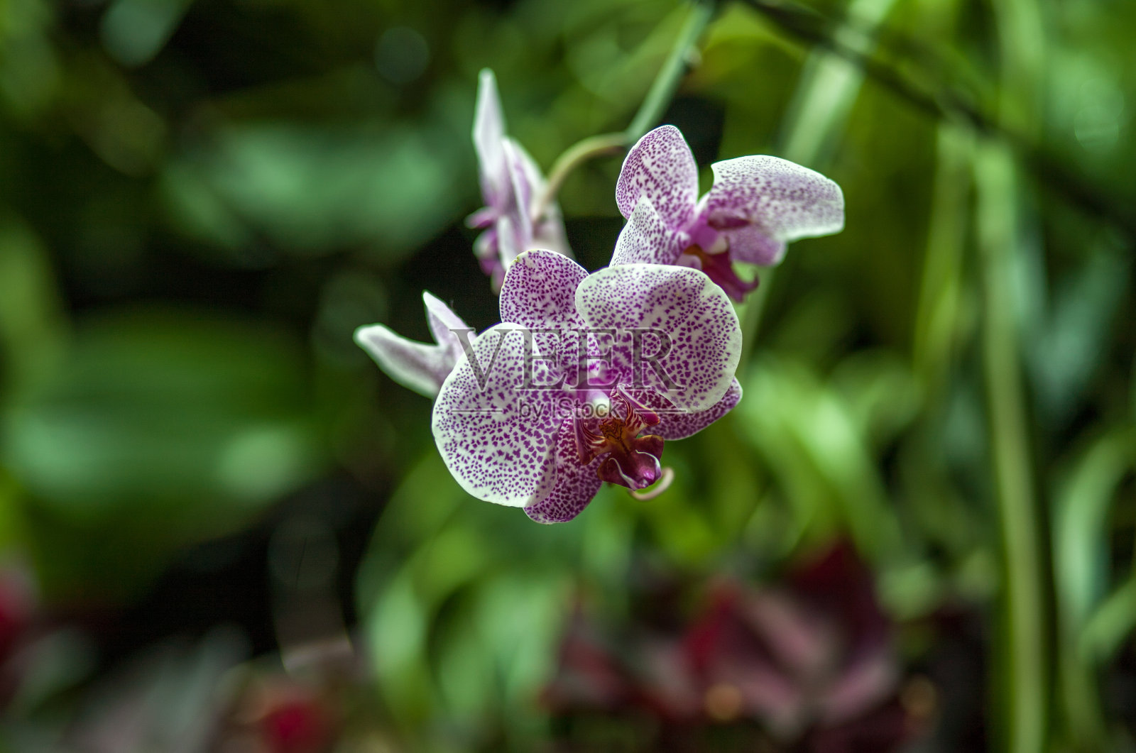 有斑点的白色和紫色兰花盛开照片摄影图片