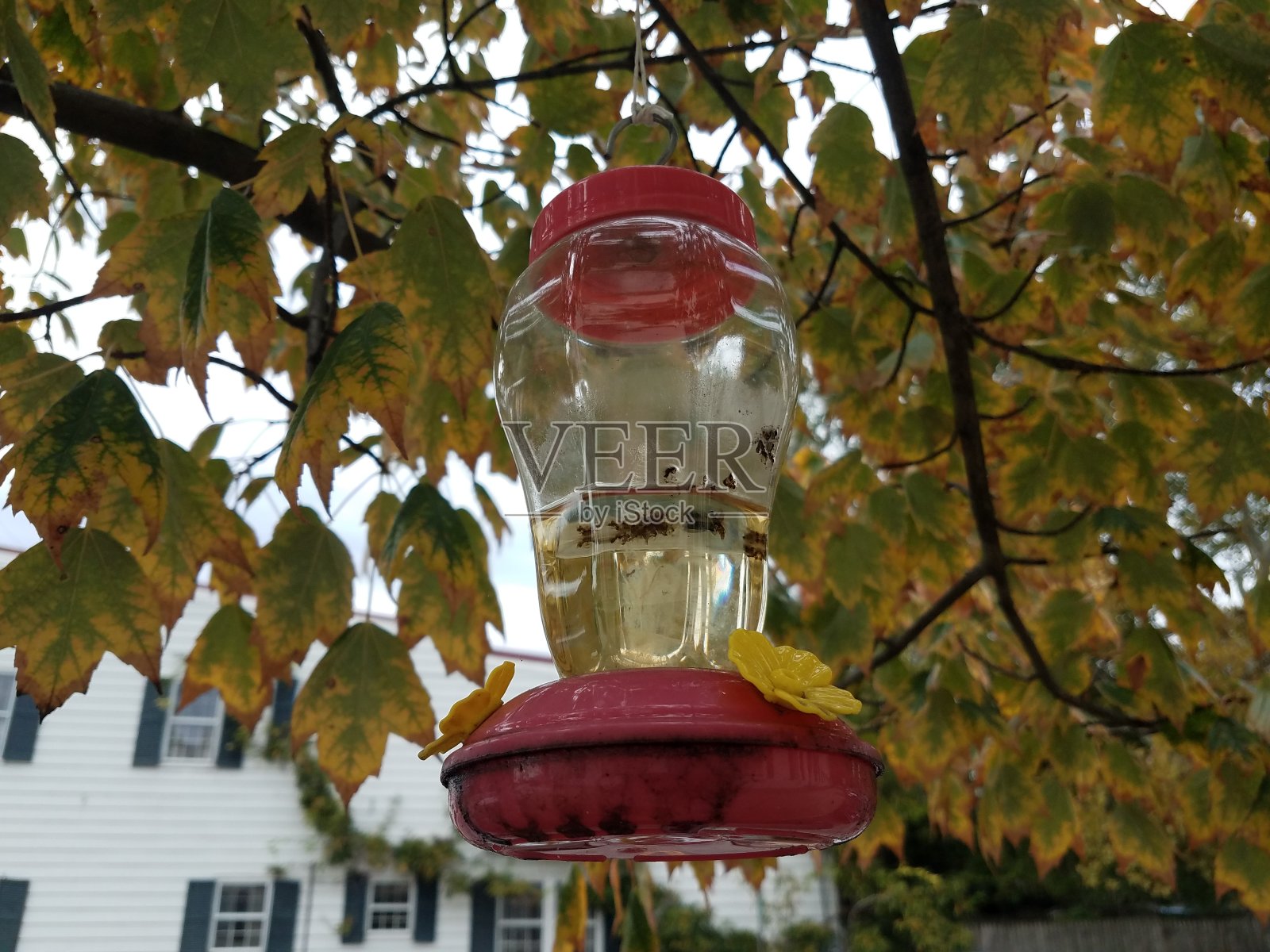 在树枝上用死昆虫喂鸟照片摄影图片