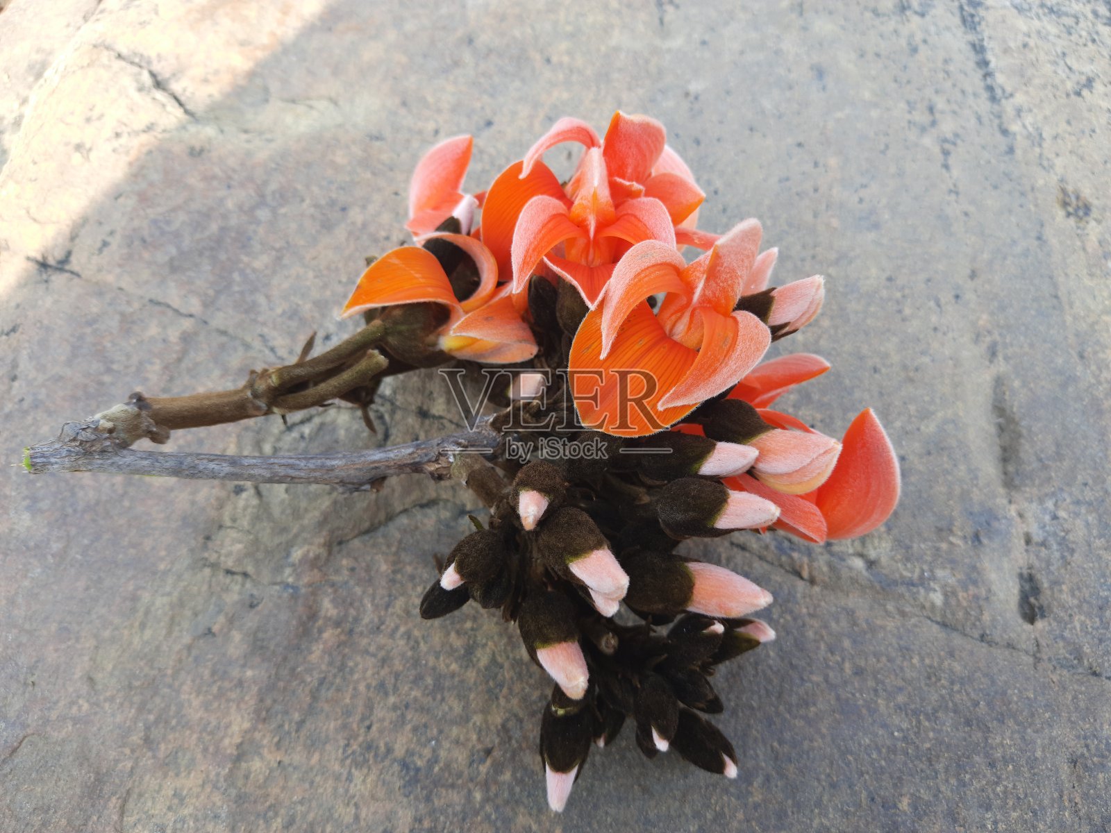 美丽的单种子花。照片摄影图片