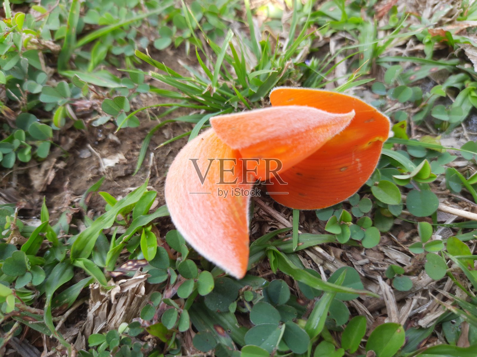 美丽的单种子花。照片摄影图片