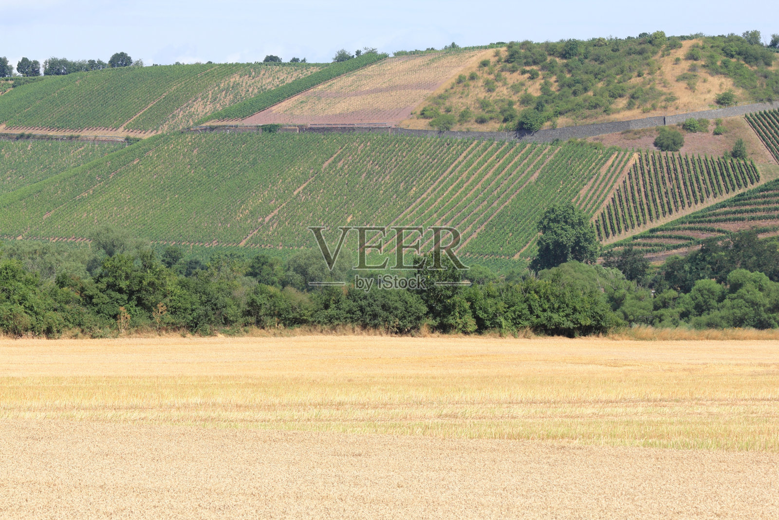 葡萄园照片摄影图片
