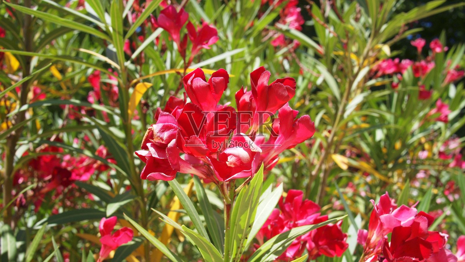 法国戛纳木槿花特写照片摄影图片