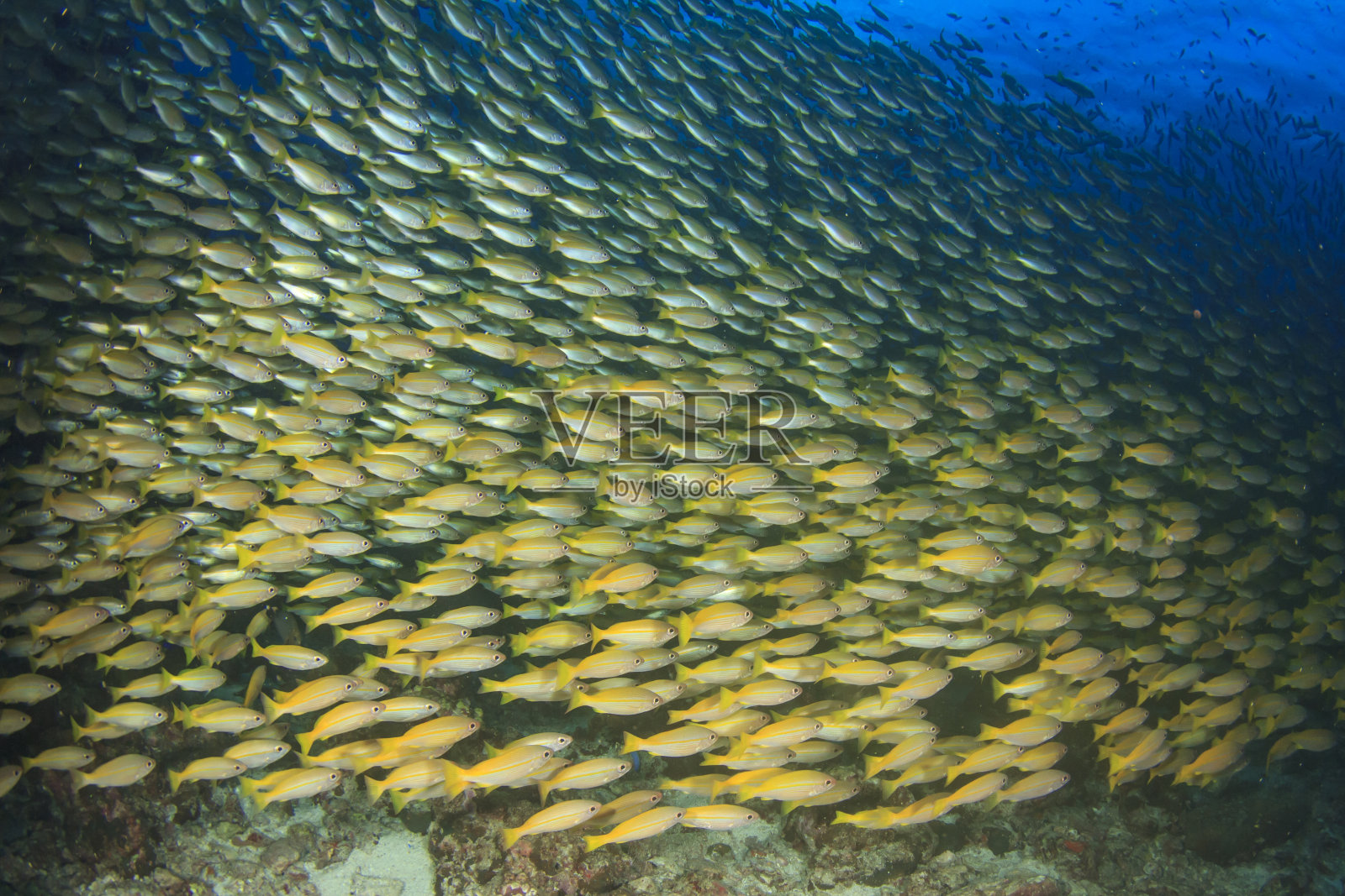 珊瑚礁上的鱼照片摄影图片