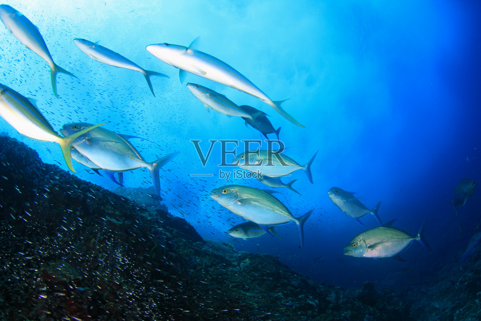 珊瑚礁上的鱼照片摄影图片