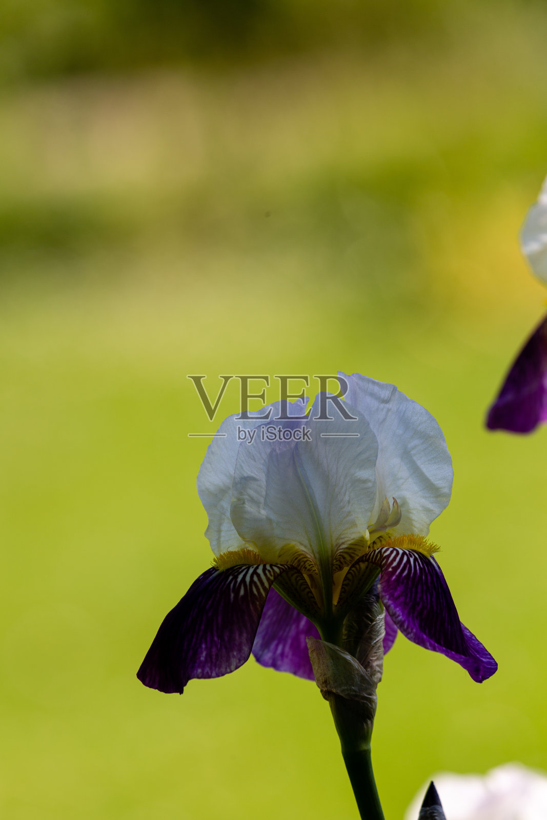 五彩缤纷的花瓣绽放在春天照片摄影图片