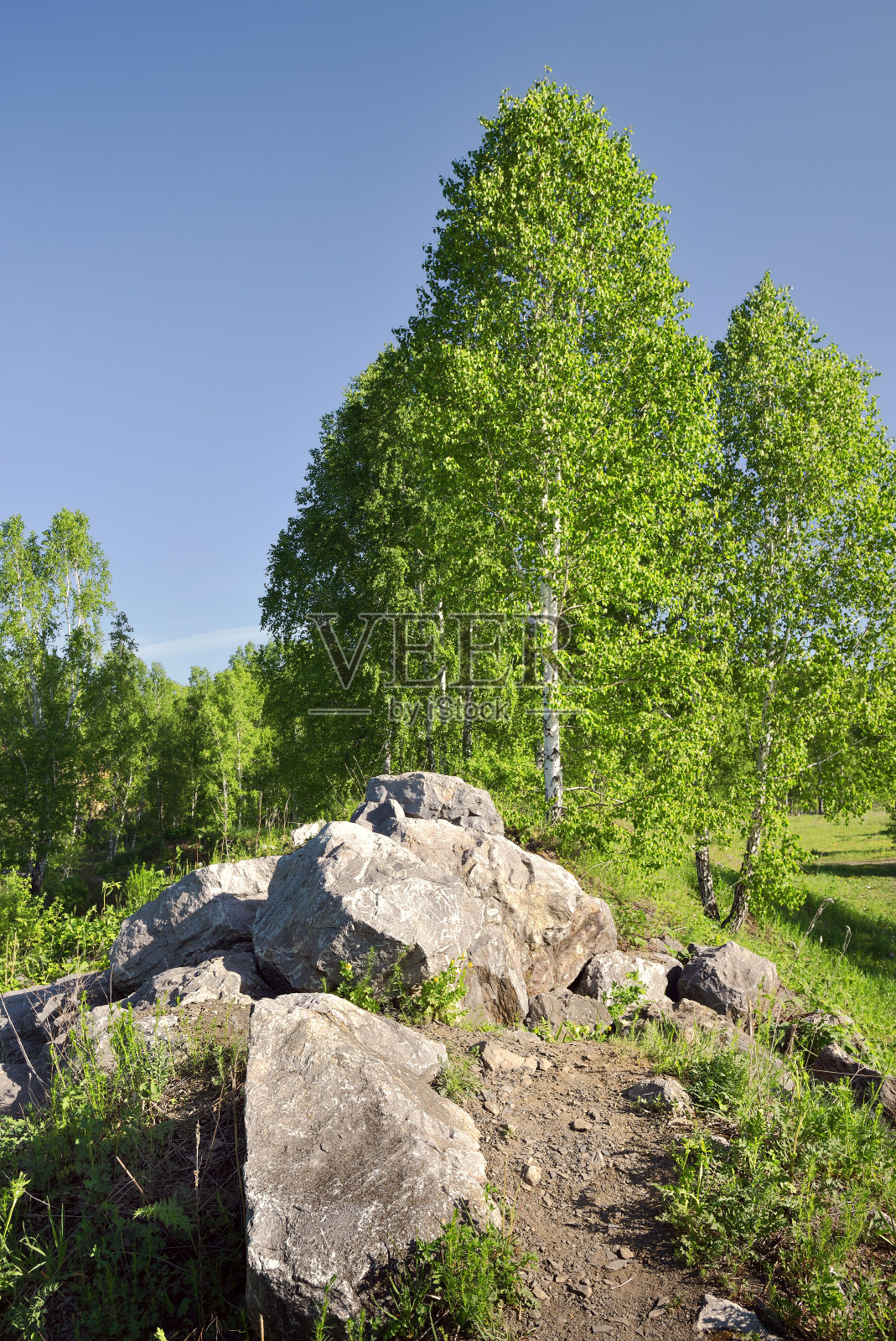 春天桦树间的巨石照片摄影图片