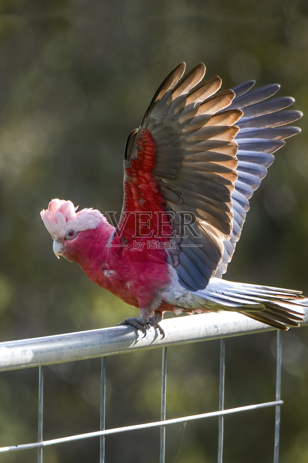 提尼照片摄影图片