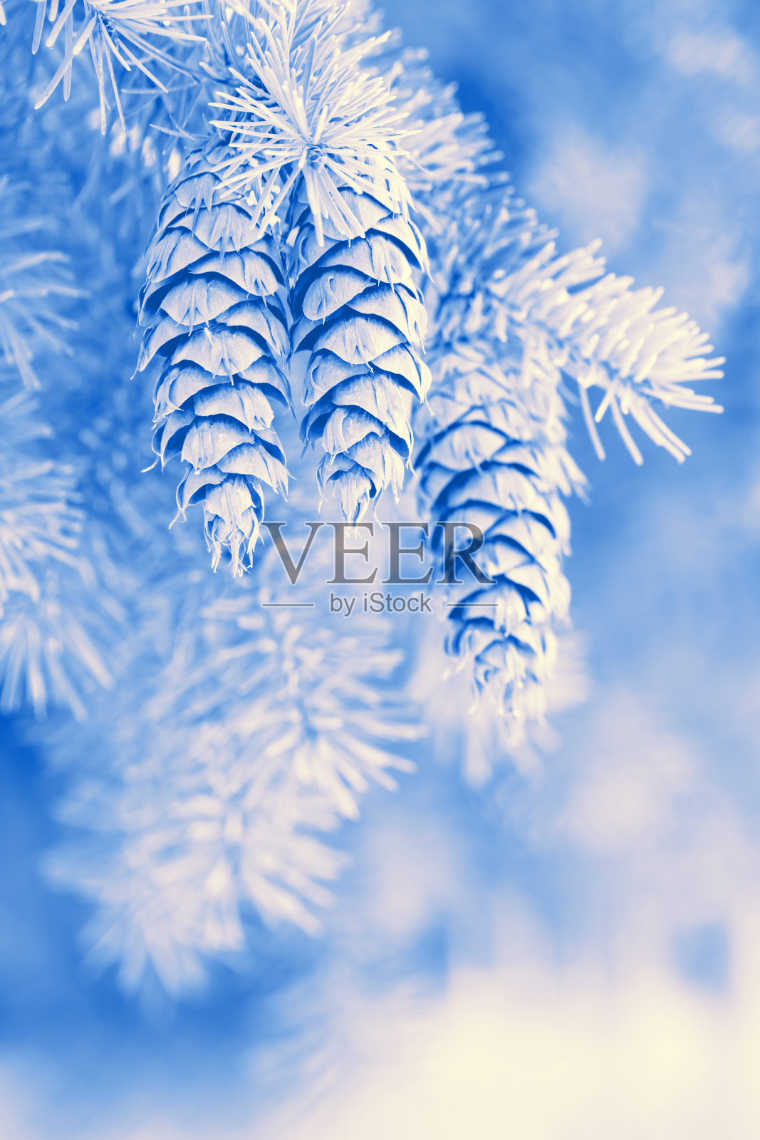 带云杉球果的冷杉树枝(有色调的图像)照片摄影图片