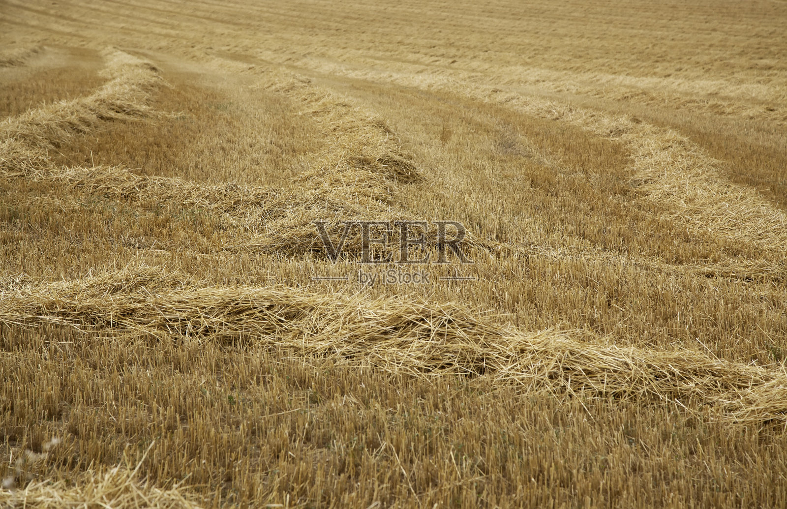 麦田照片摄影图片