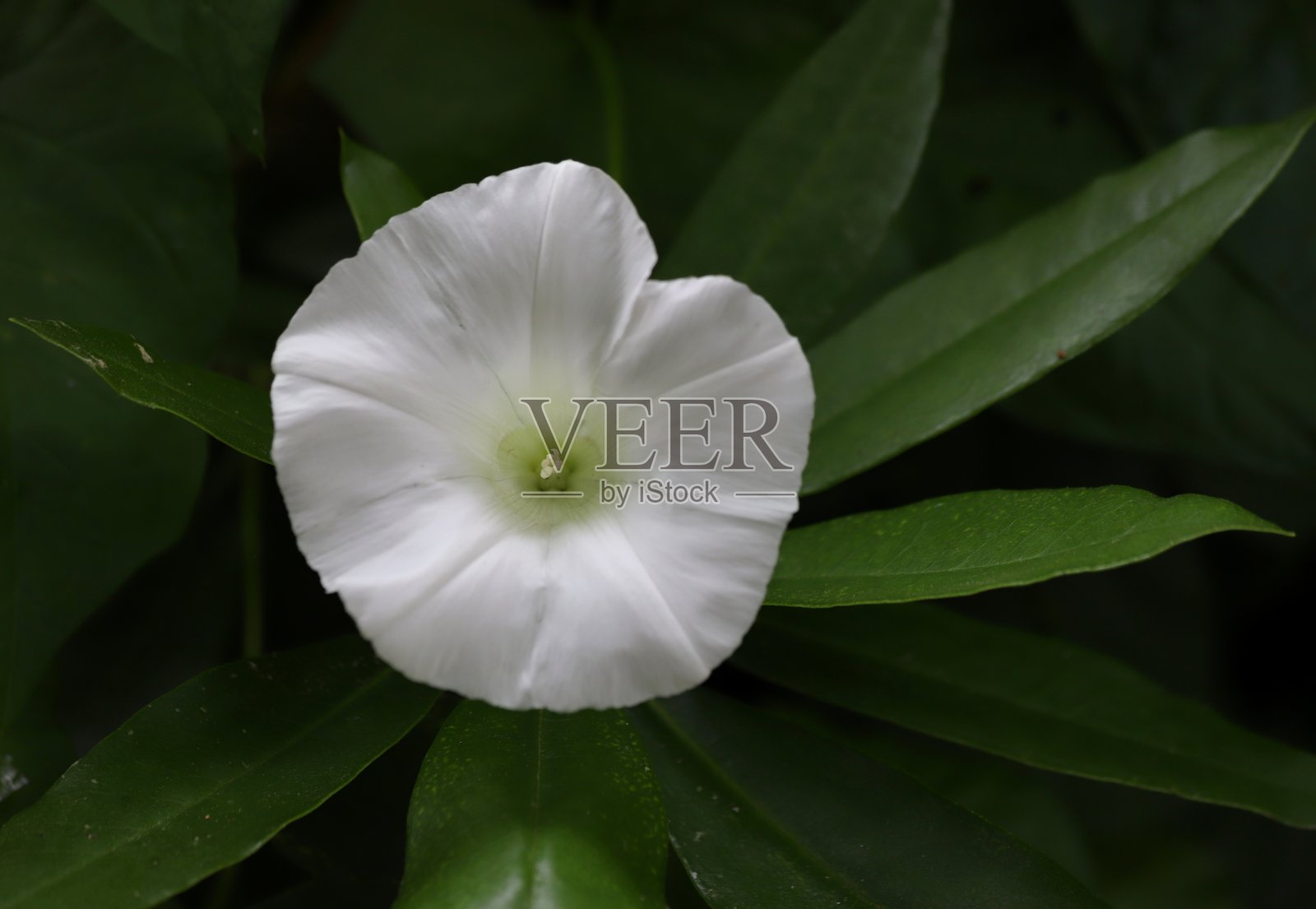 日本旋花类照片摄影图片