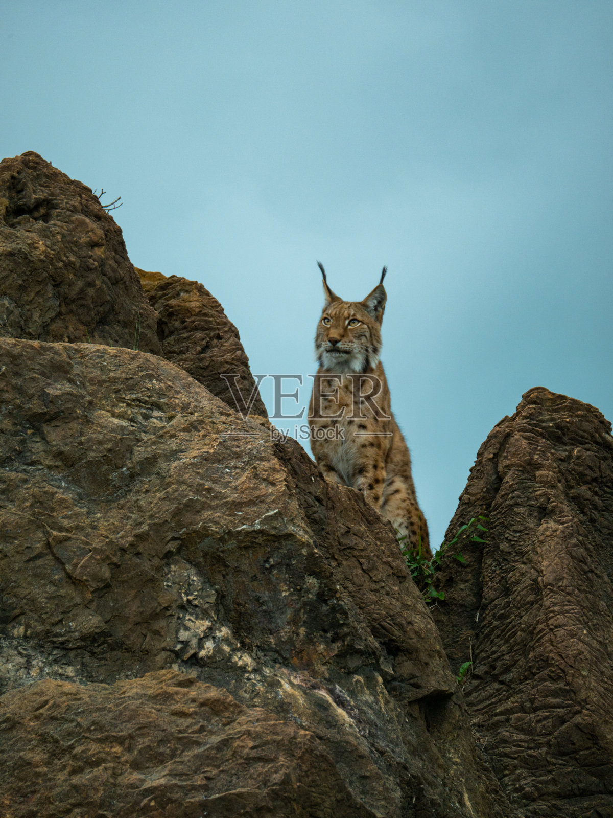 野山猫在岩石上看照片摄影图片