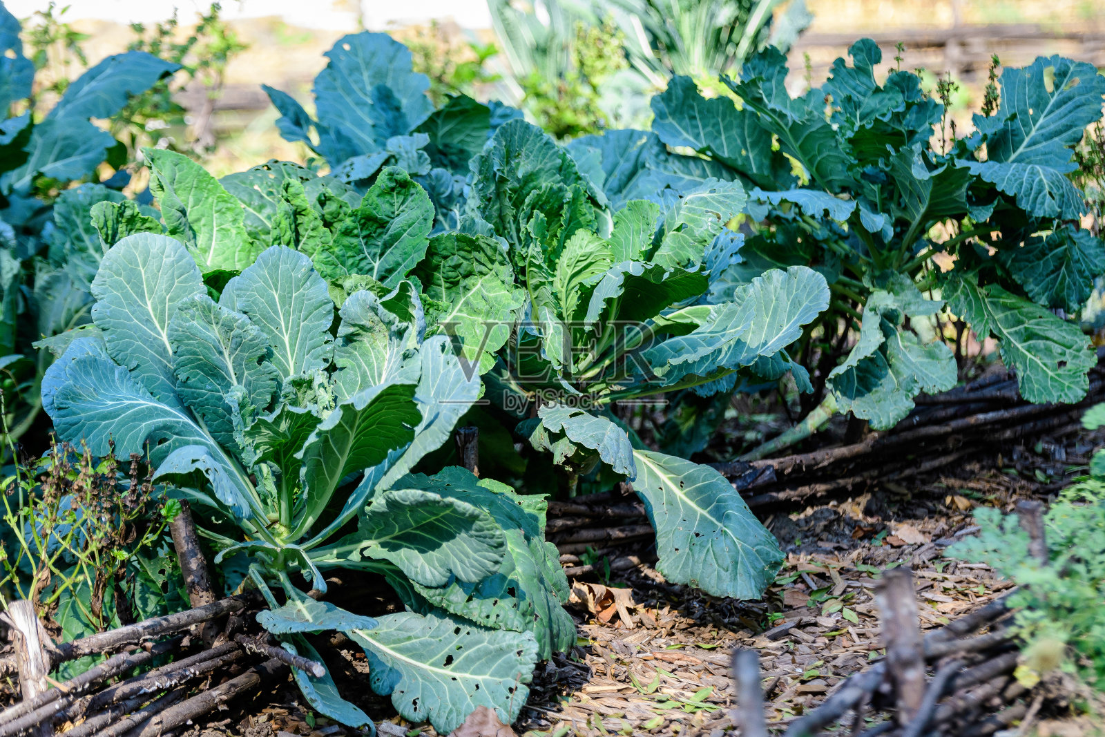 在一个阳光明媚的春天里，在一个有机花园中，卷心菜的新鲜绿叶的特写照片摄影图片