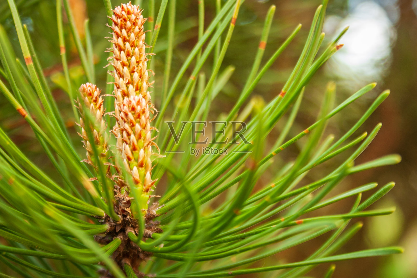 景深较浅，只有小的松果在焦点，幼嫩的绿色冷杉树照片摄影图片