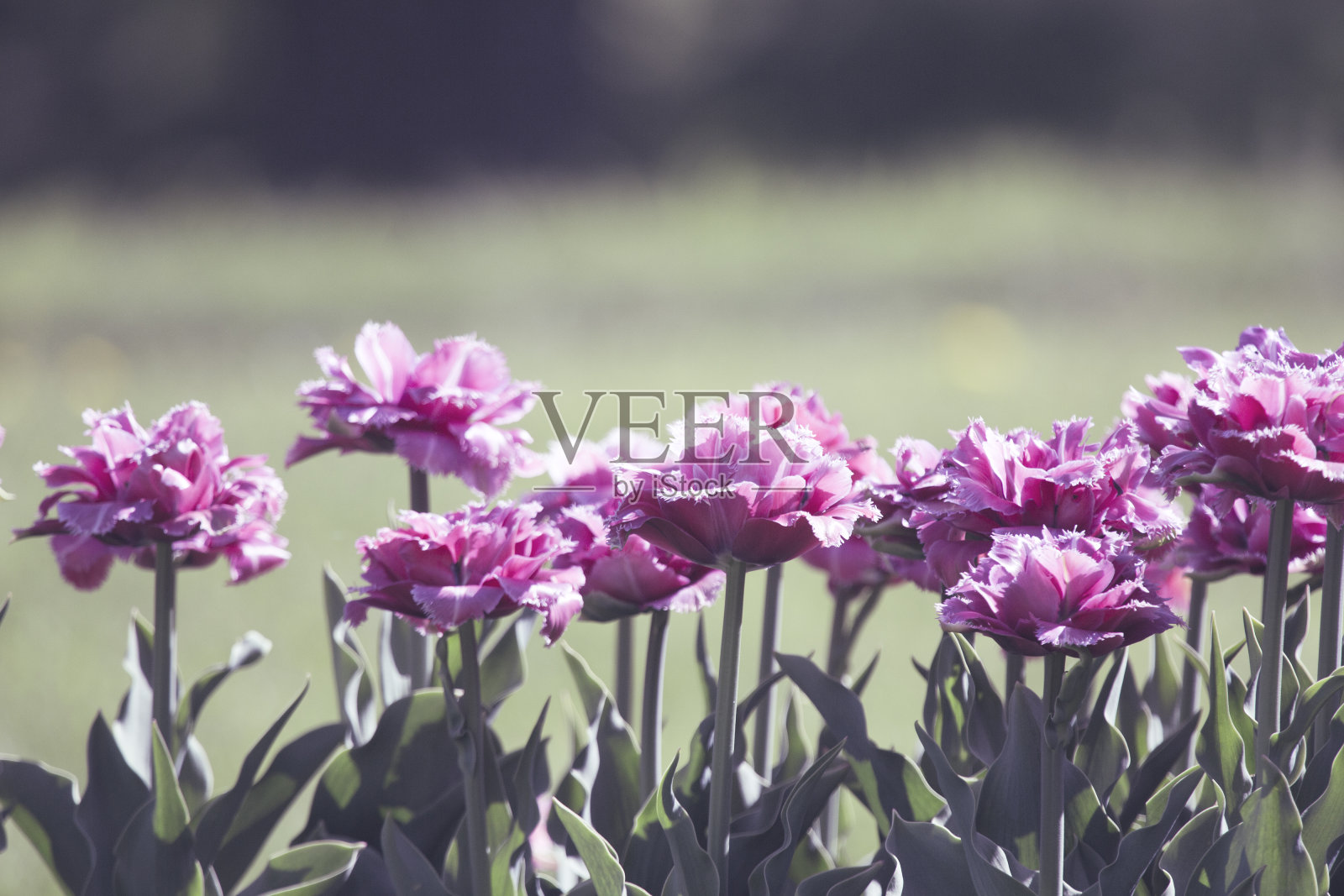 俄罗斯公园里的春天郁金香照片摄影图片