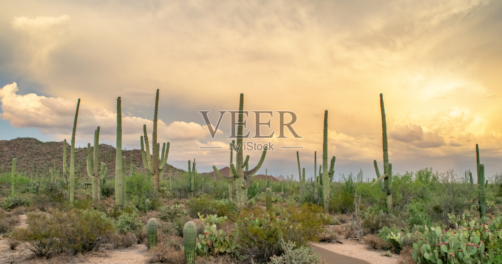 日落时分亚利桑那沙漠荒野中的仙人掌照片摄影图片