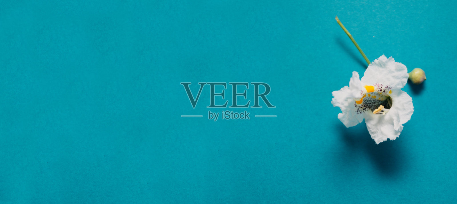 花。蓝色背景上的白花。弗拉特利，夏季或春季的概念，照片摄影图片