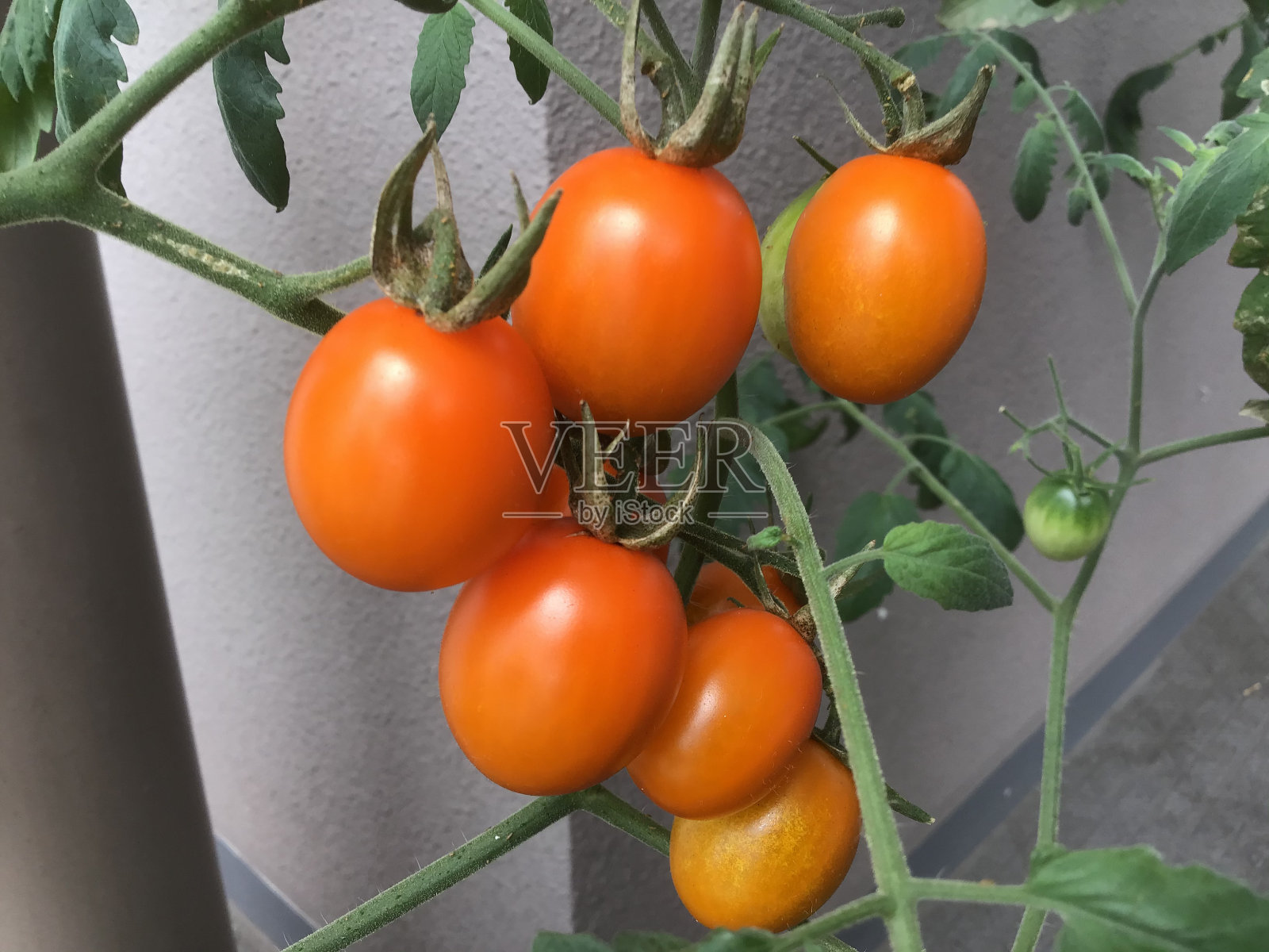 橙色的樱桃番茄在播种机照片摄影图片