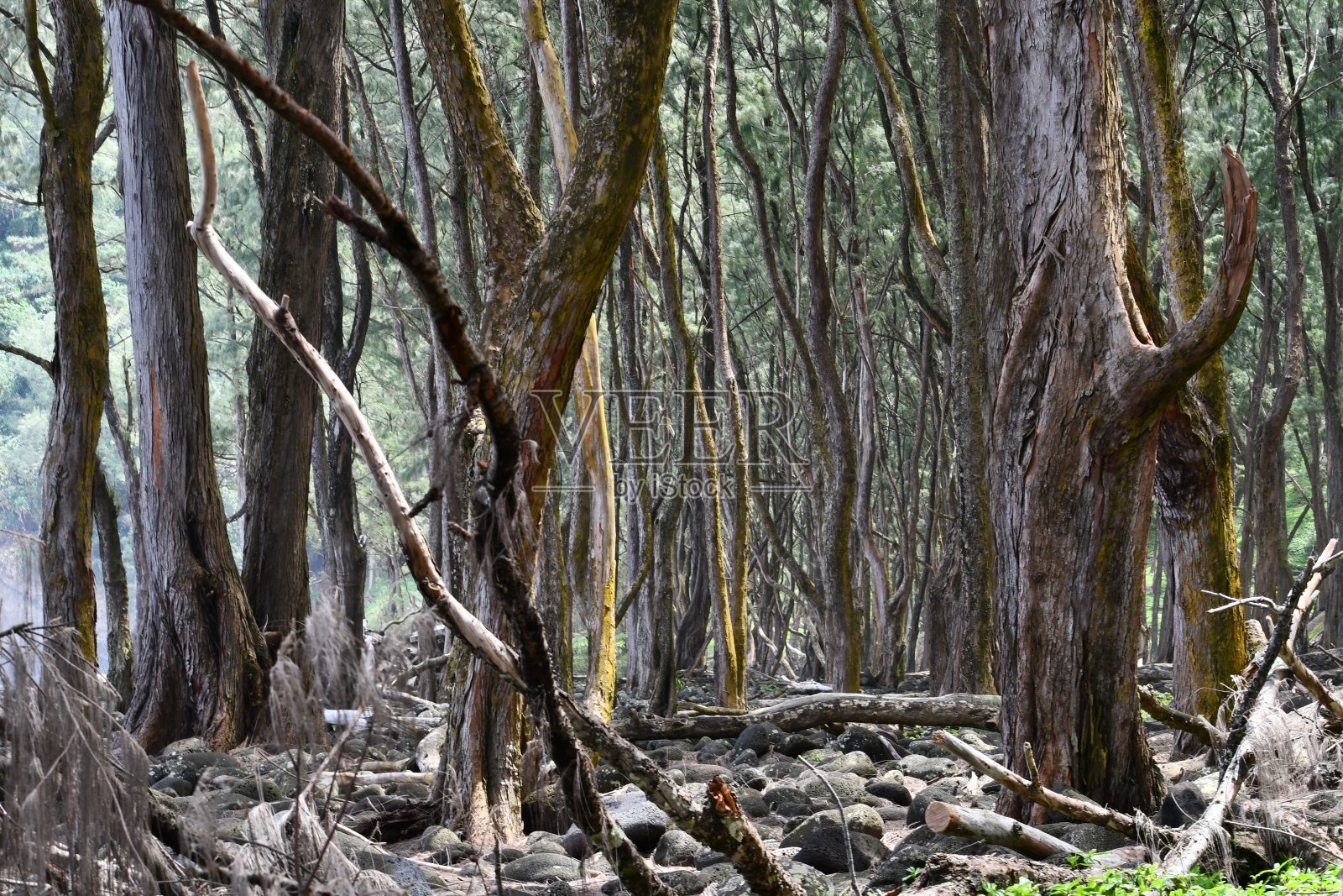 夏威夷海滩上的树木照片摄影图片