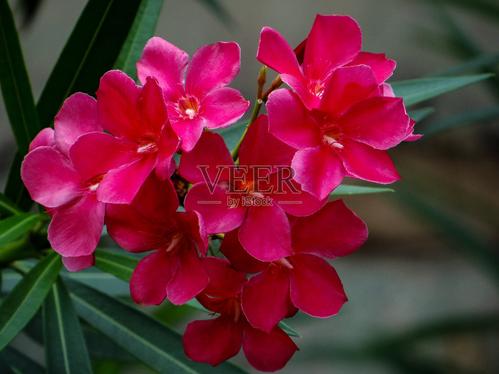 夹竹桃花照片摄影图片