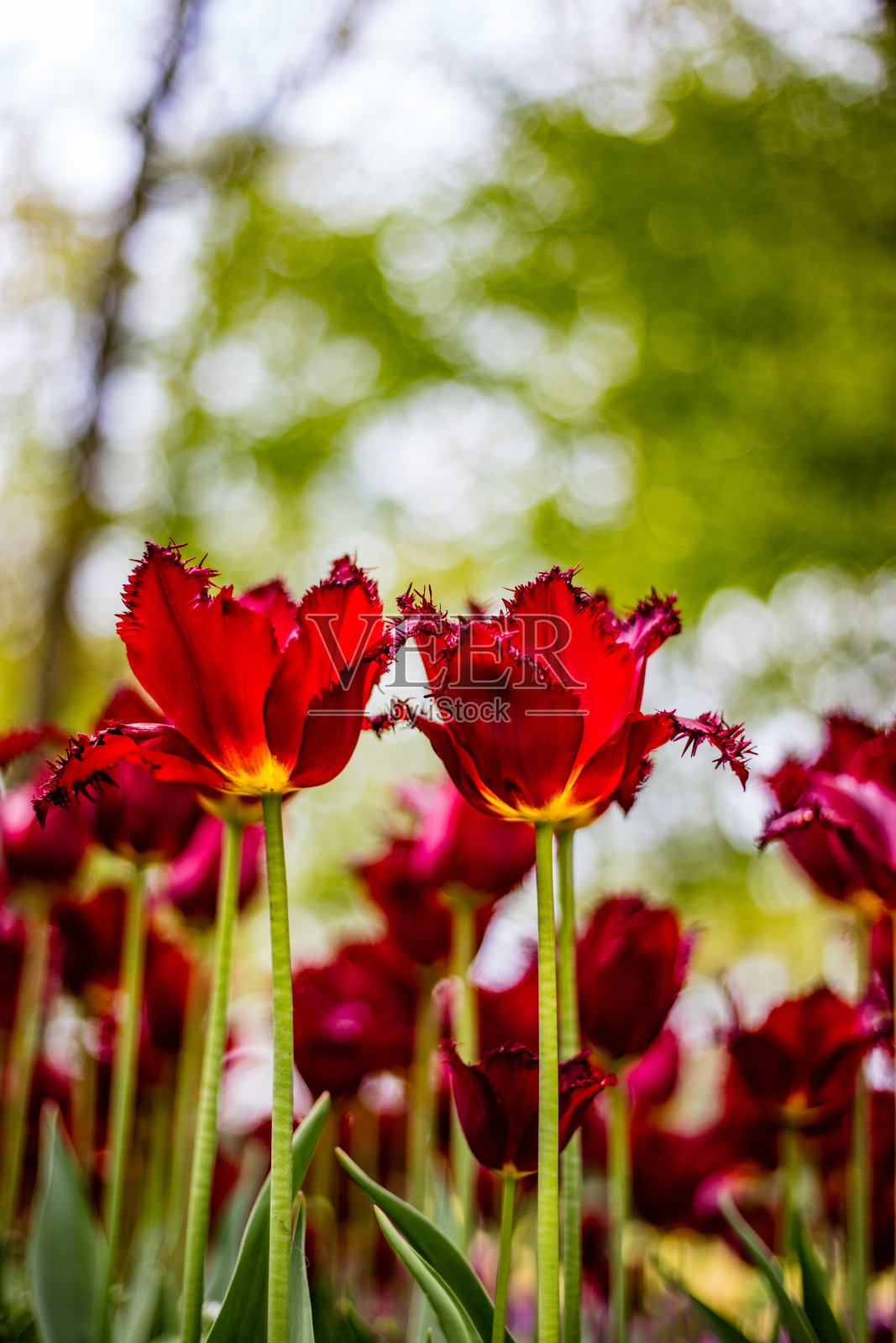 罂粟花照片摄影图片