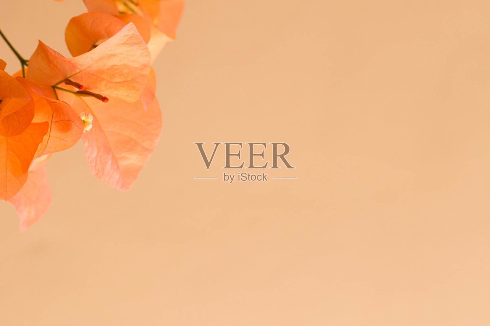 浪漫的橙色花与淡奶油色墙照片摄影图片