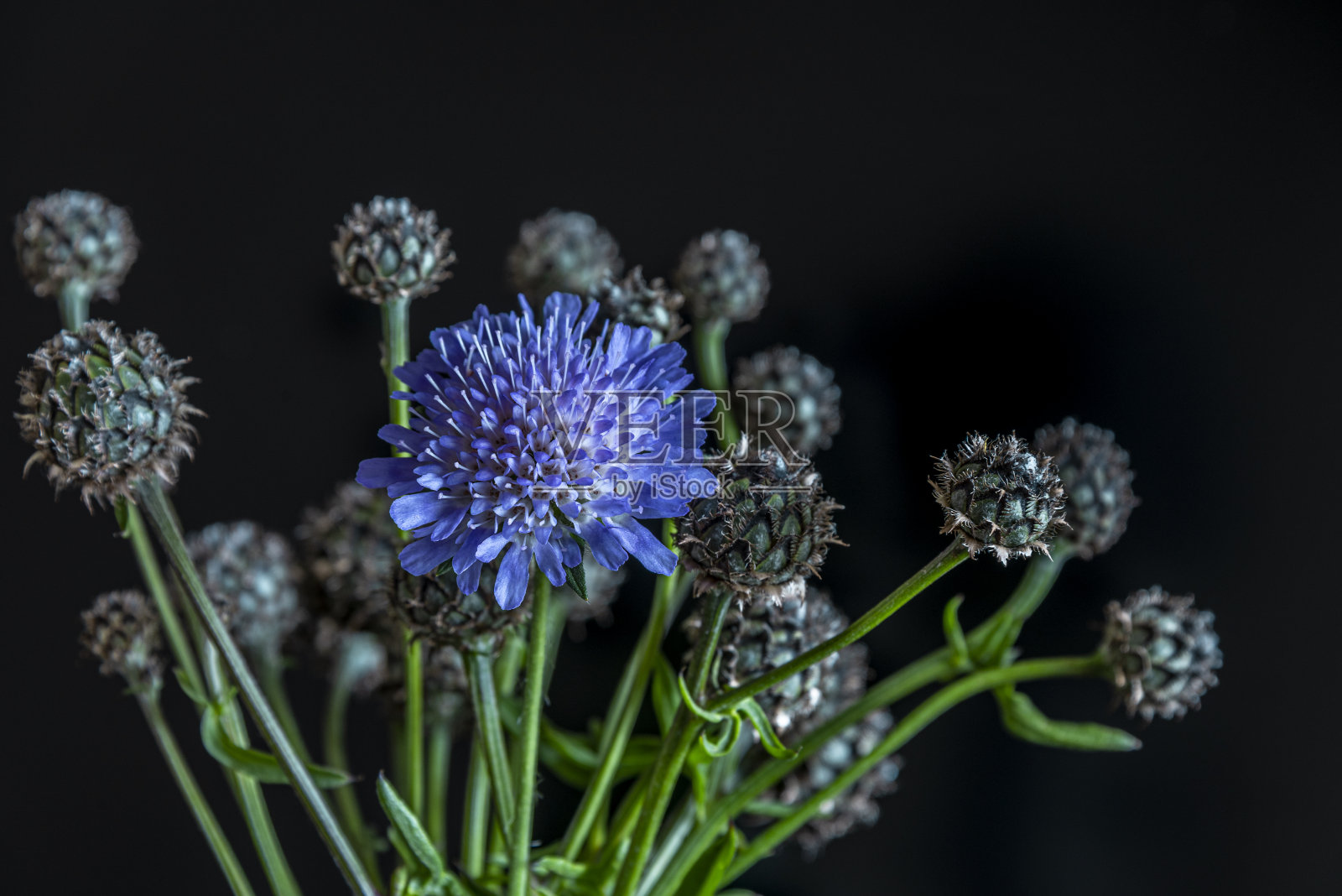 在一个深色背景上的花瓶上有一束丁香花和蓟花蕾作为设计元素。照片摄影图片