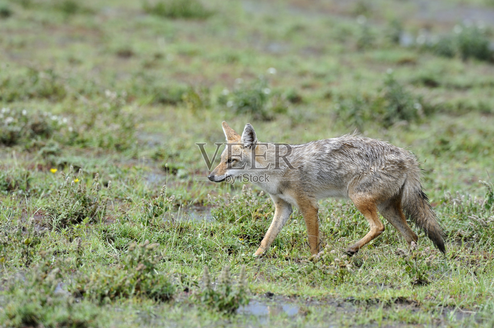 支持黑豺照片摄影图片