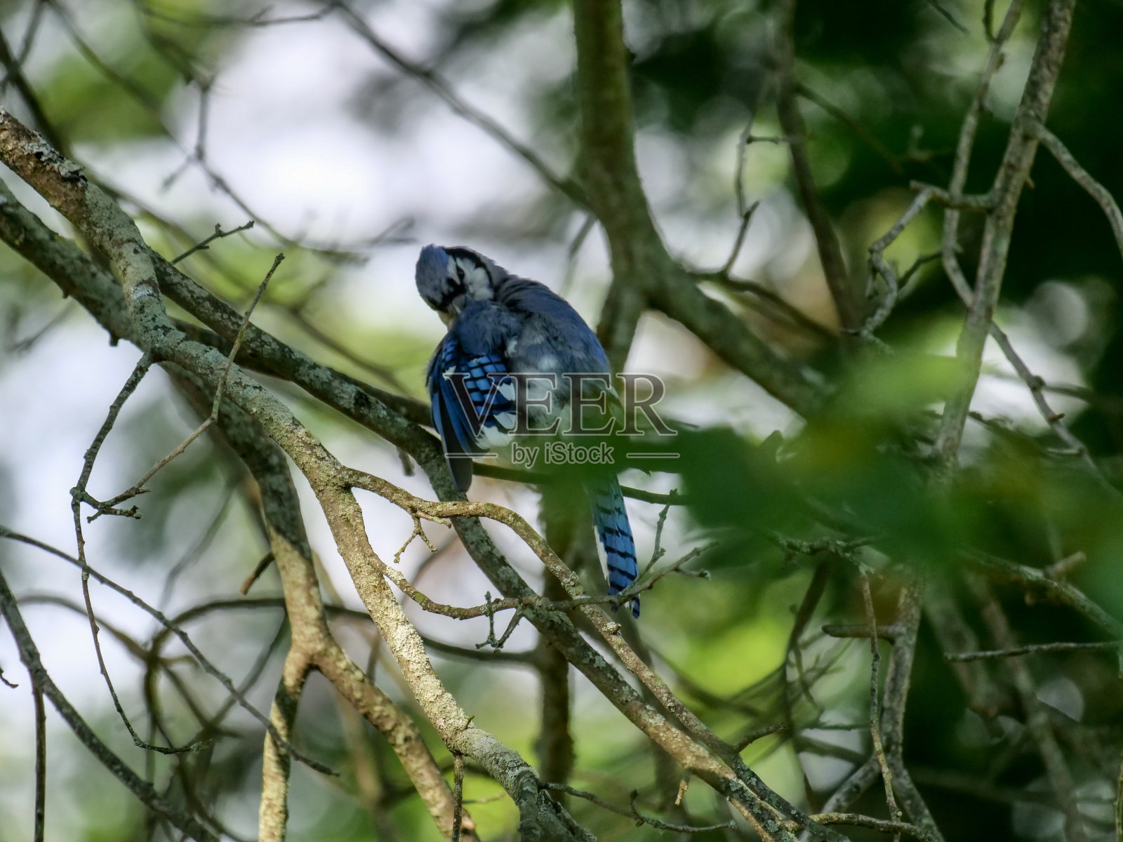 在俄亥俄州奥克伍德村的喂鸟处和树上的蓝松鸦照片摄影图片