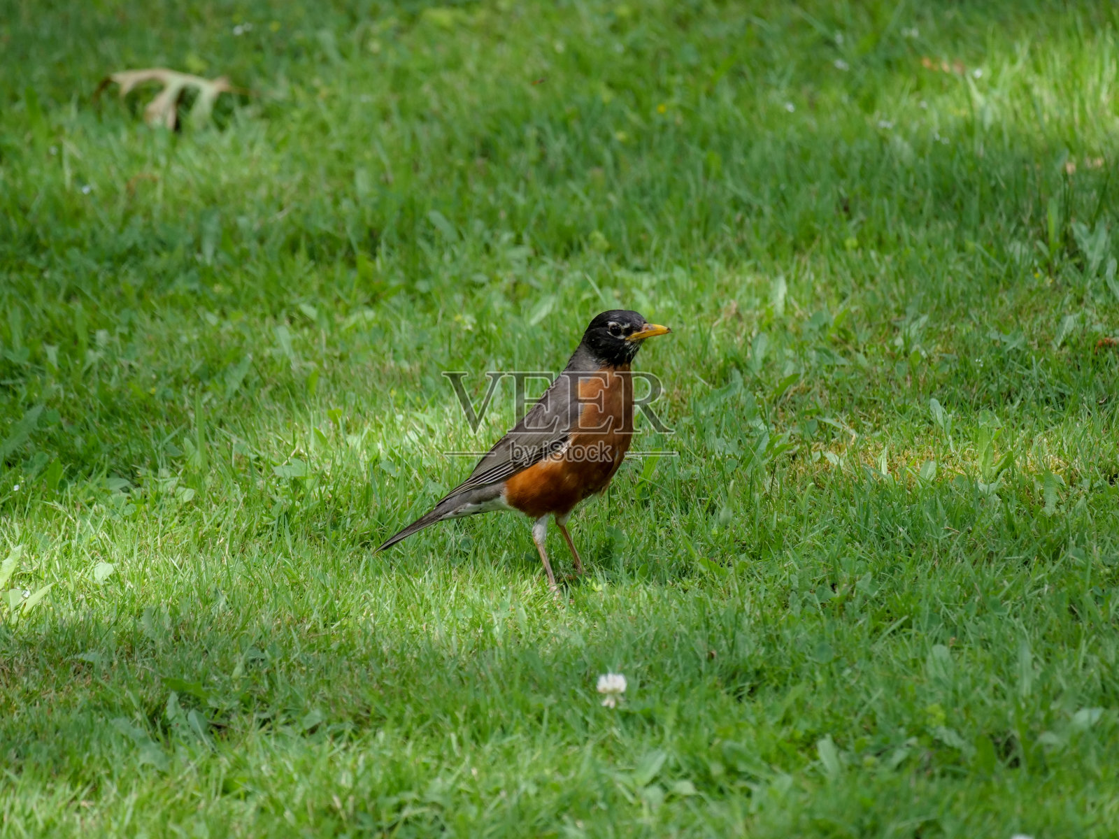 美国罗宾在俄亥俄州奥克伍德村着陆照片摄影图片