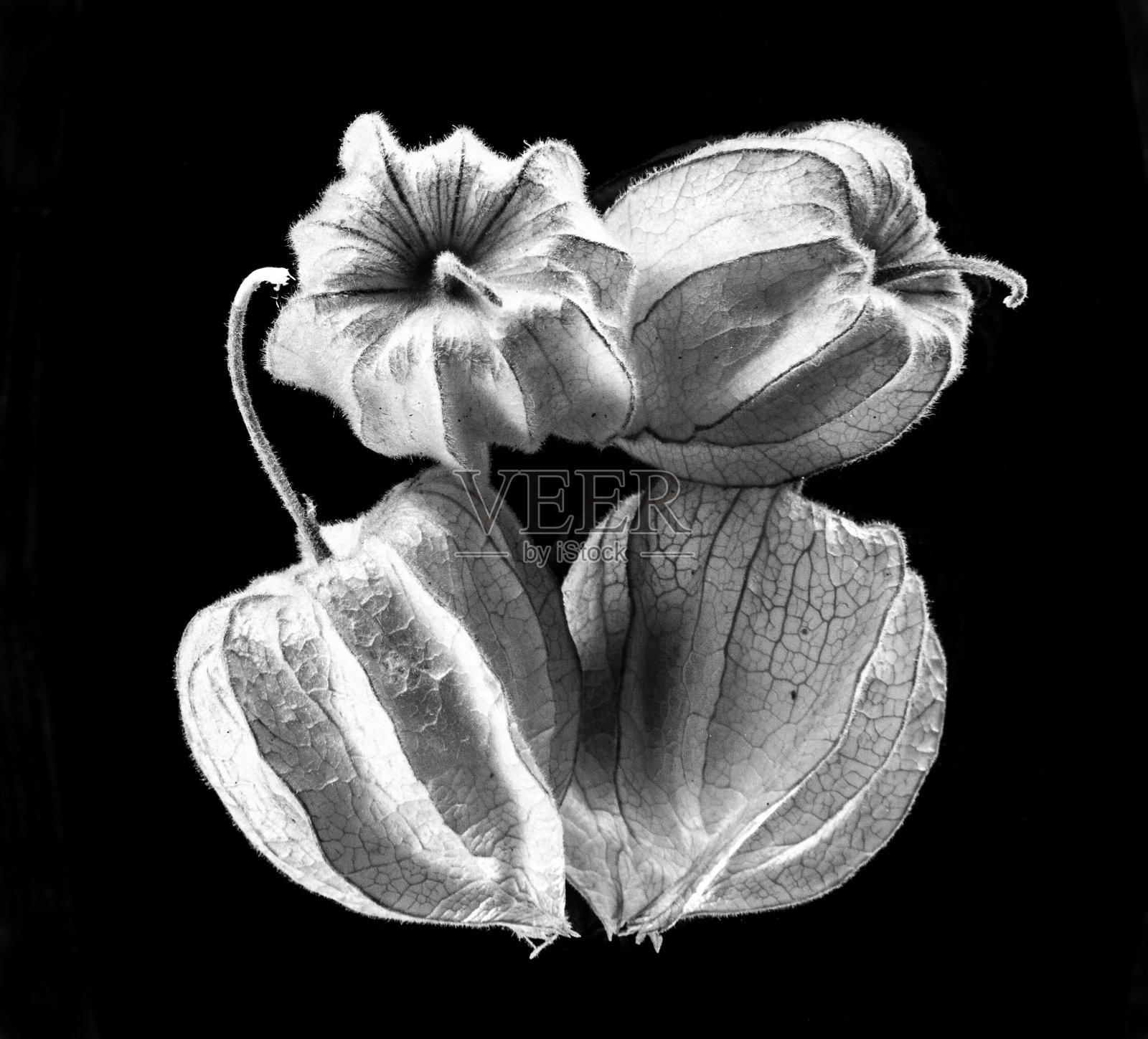 灯笼果照片摄影图片