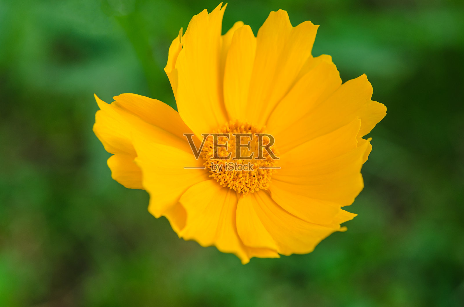 美丽的阳光黄色花在绿色的背景(金凤兰)照片摄影图片