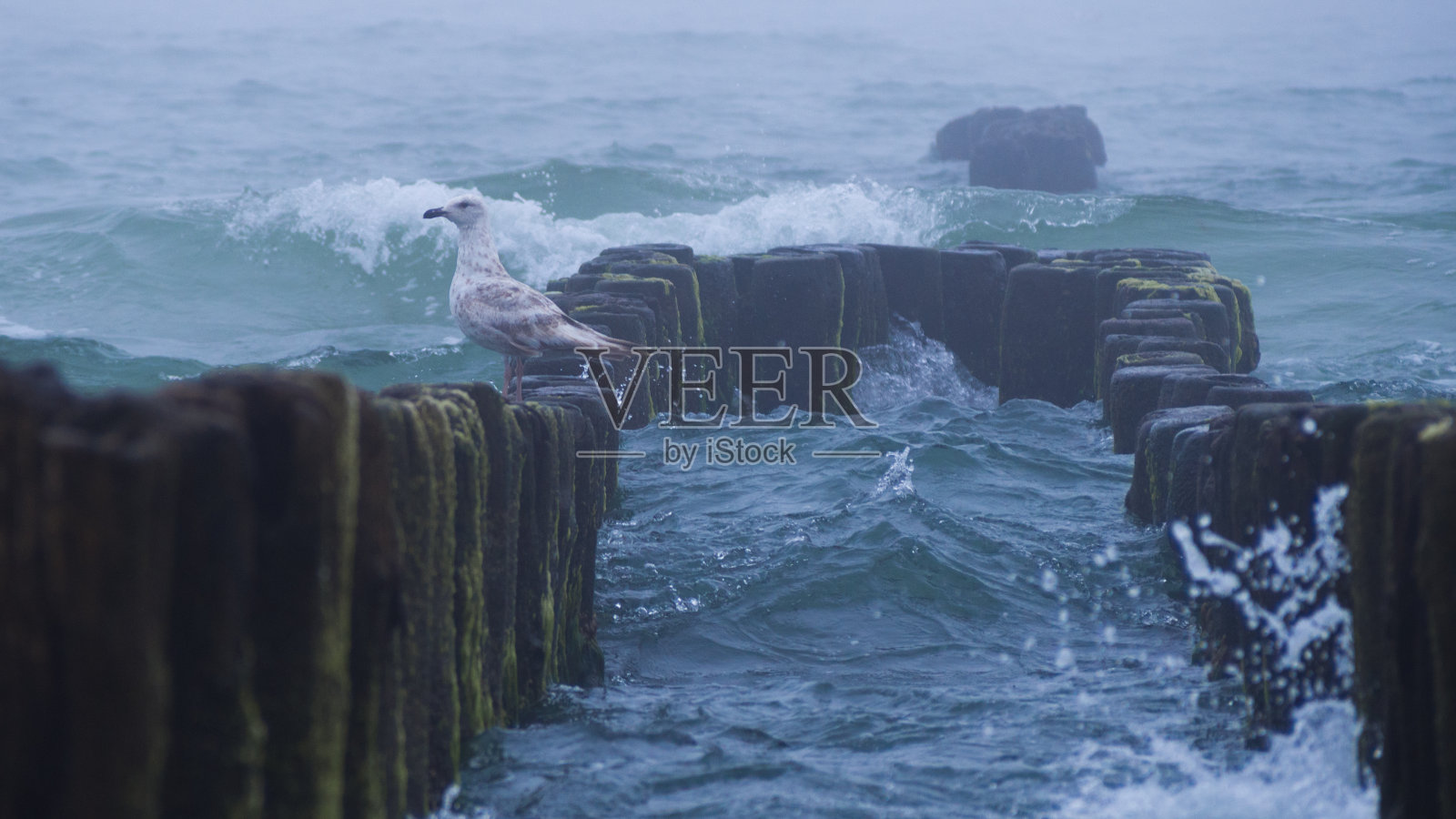 一只孤独的海鸥停在一个木制的、雾蒙蒙的防波堤上照片摄影图片