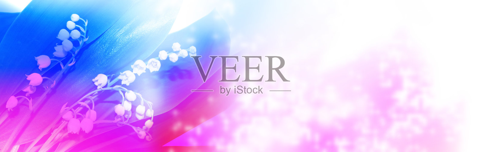 山谷中的百合花。照片摄影图片