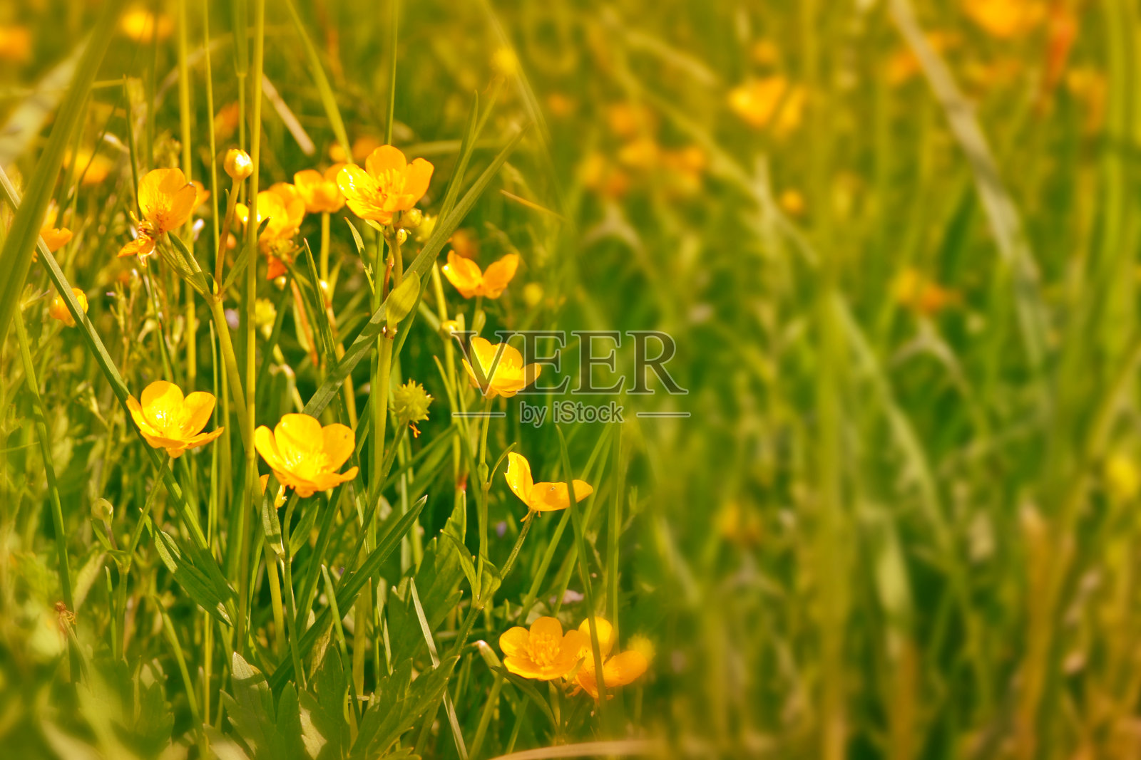 亮黄色的花毛茛照片摄影图片