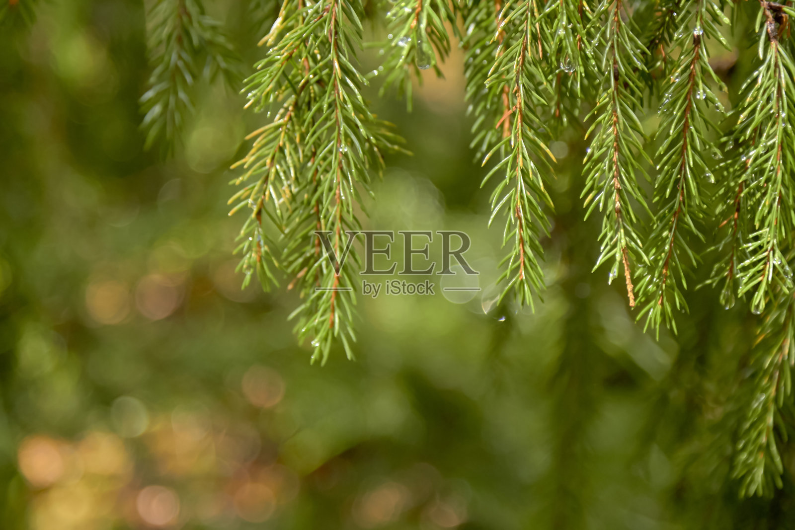 翠绿的冷杉树枝上有水滴，林中有阳光照片摄影图片