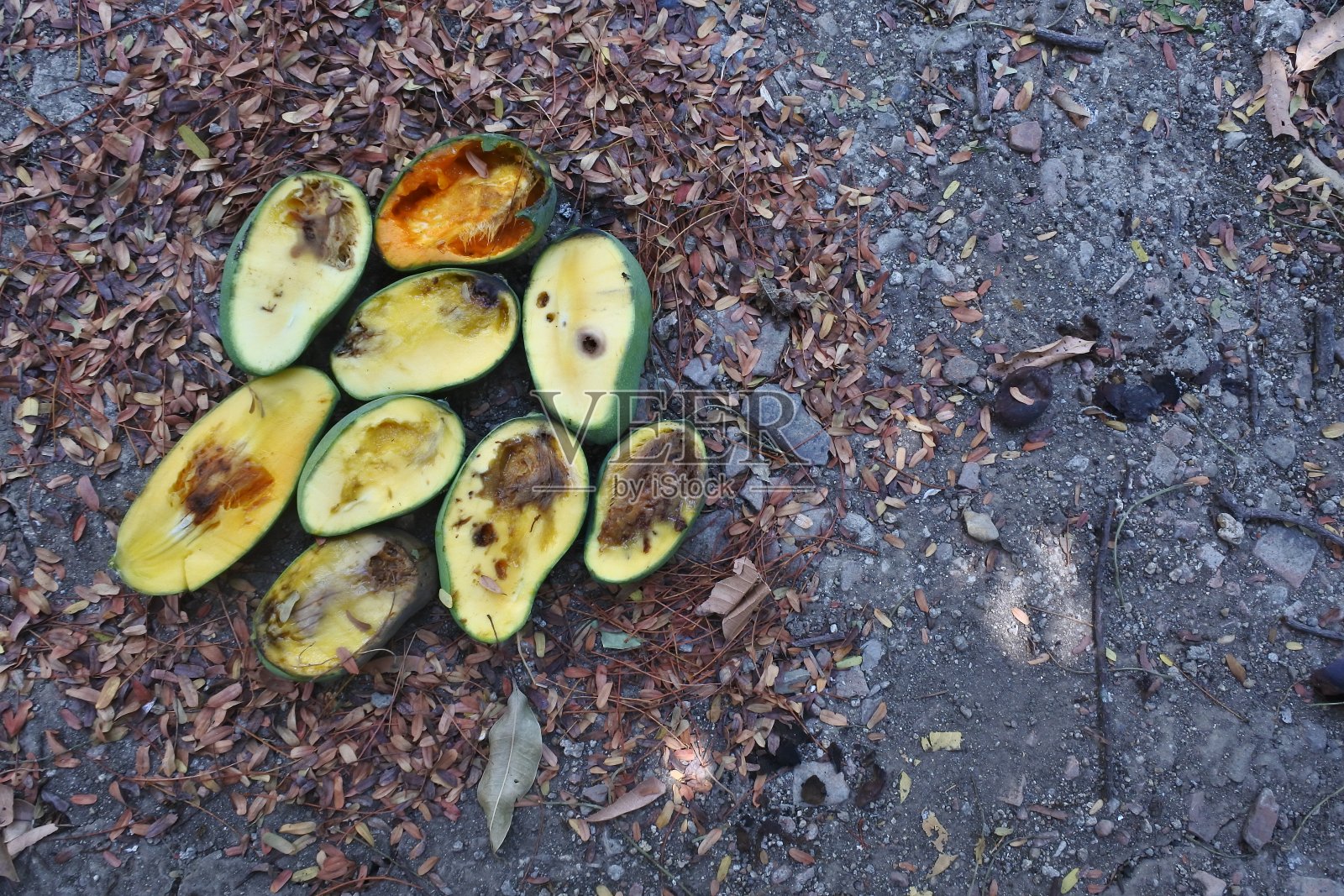 一堆烂芒果裂开的照片照片摄影图片