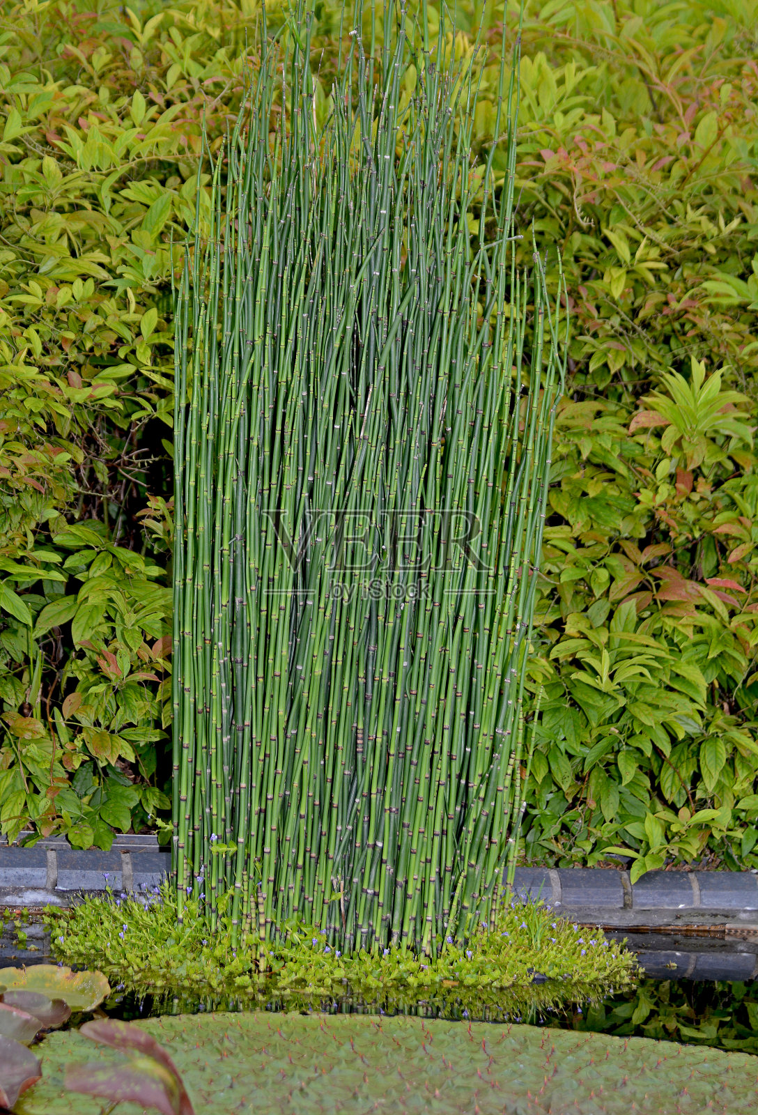 植物园中显示新鲜绿色植物的景色。环境纯净美丽。照片摄影图片