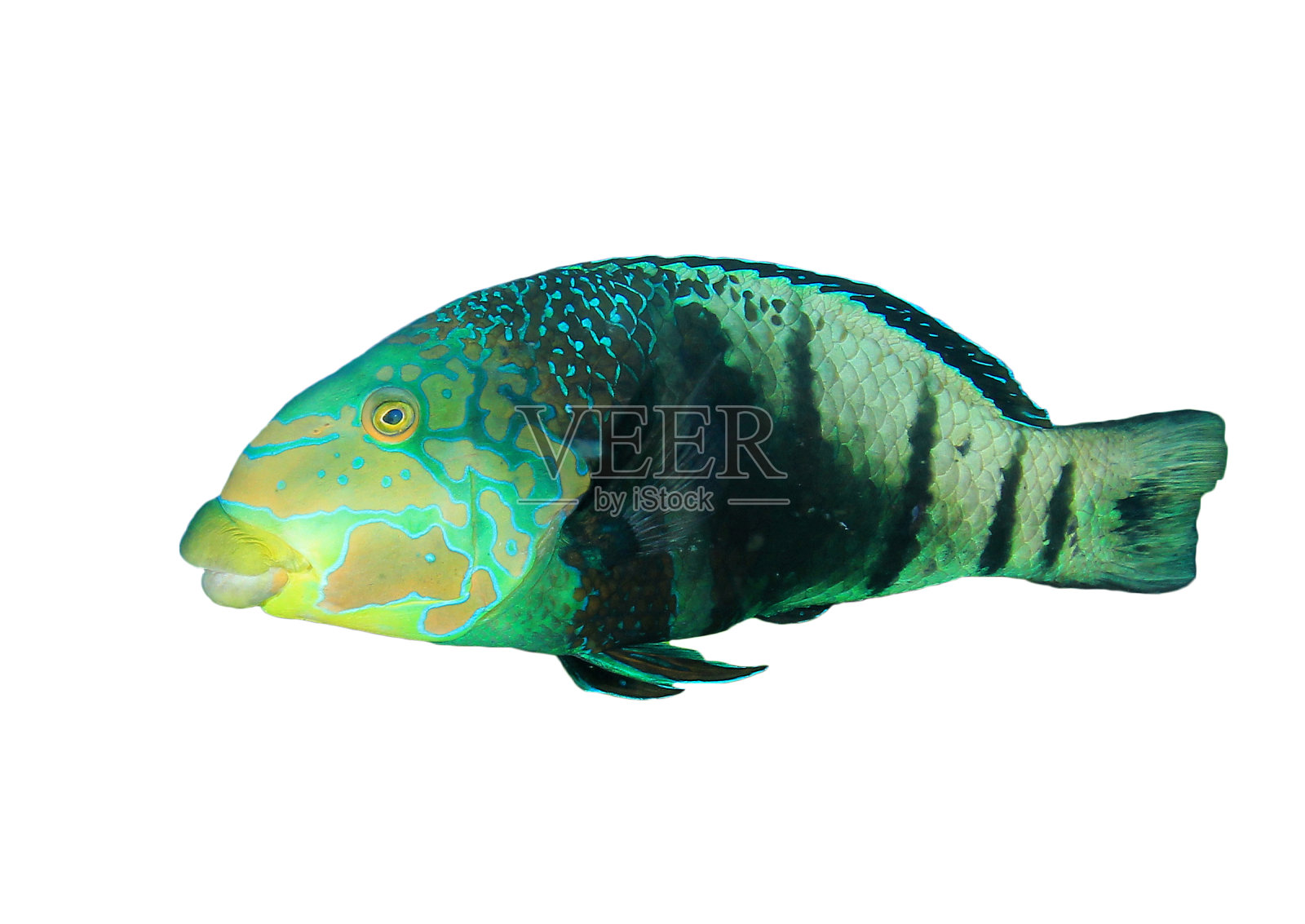 鹦嘴鱼孤立在白色背景上的鱼照片摄影图片