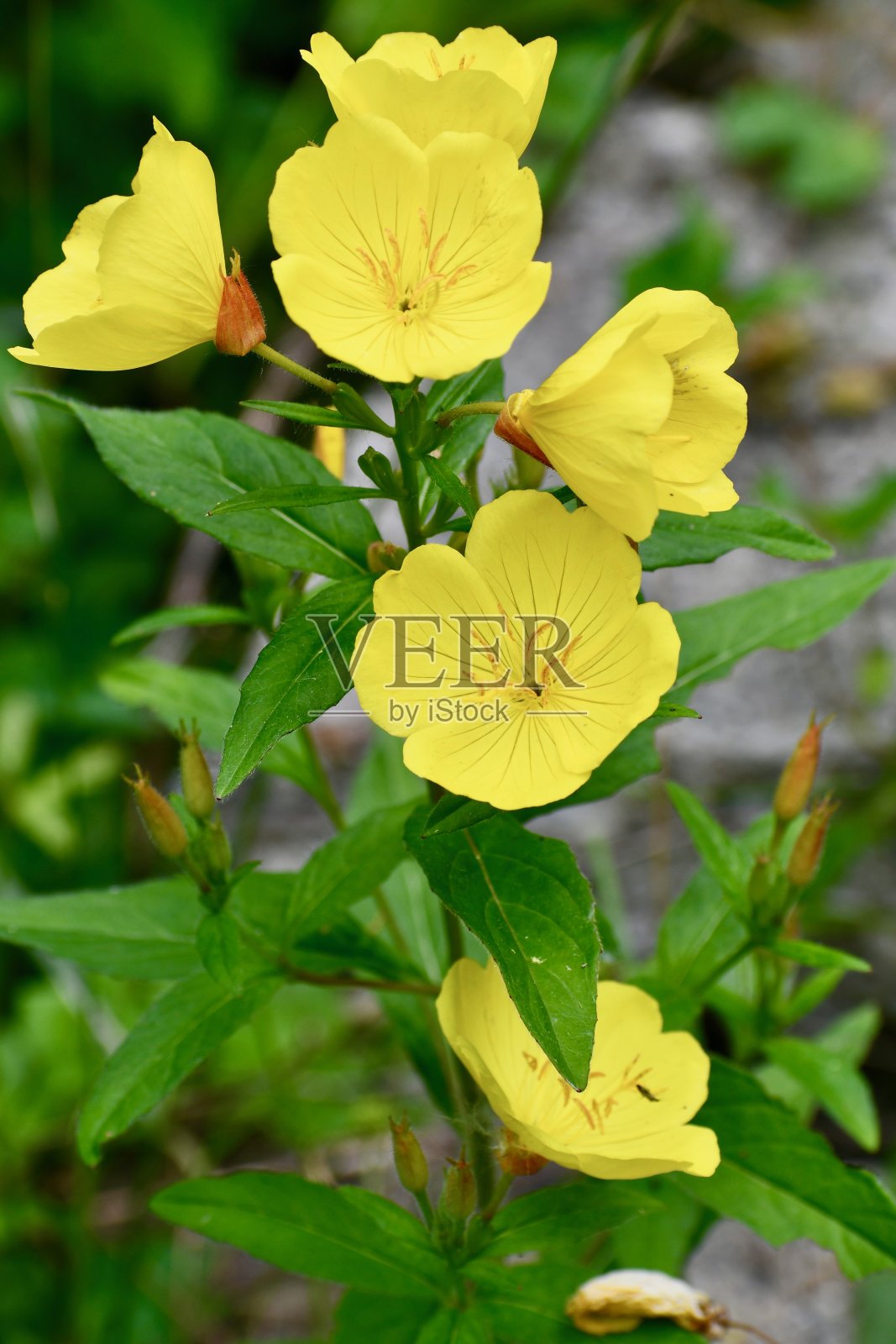 黄色的晚樱草花照片摄影图片