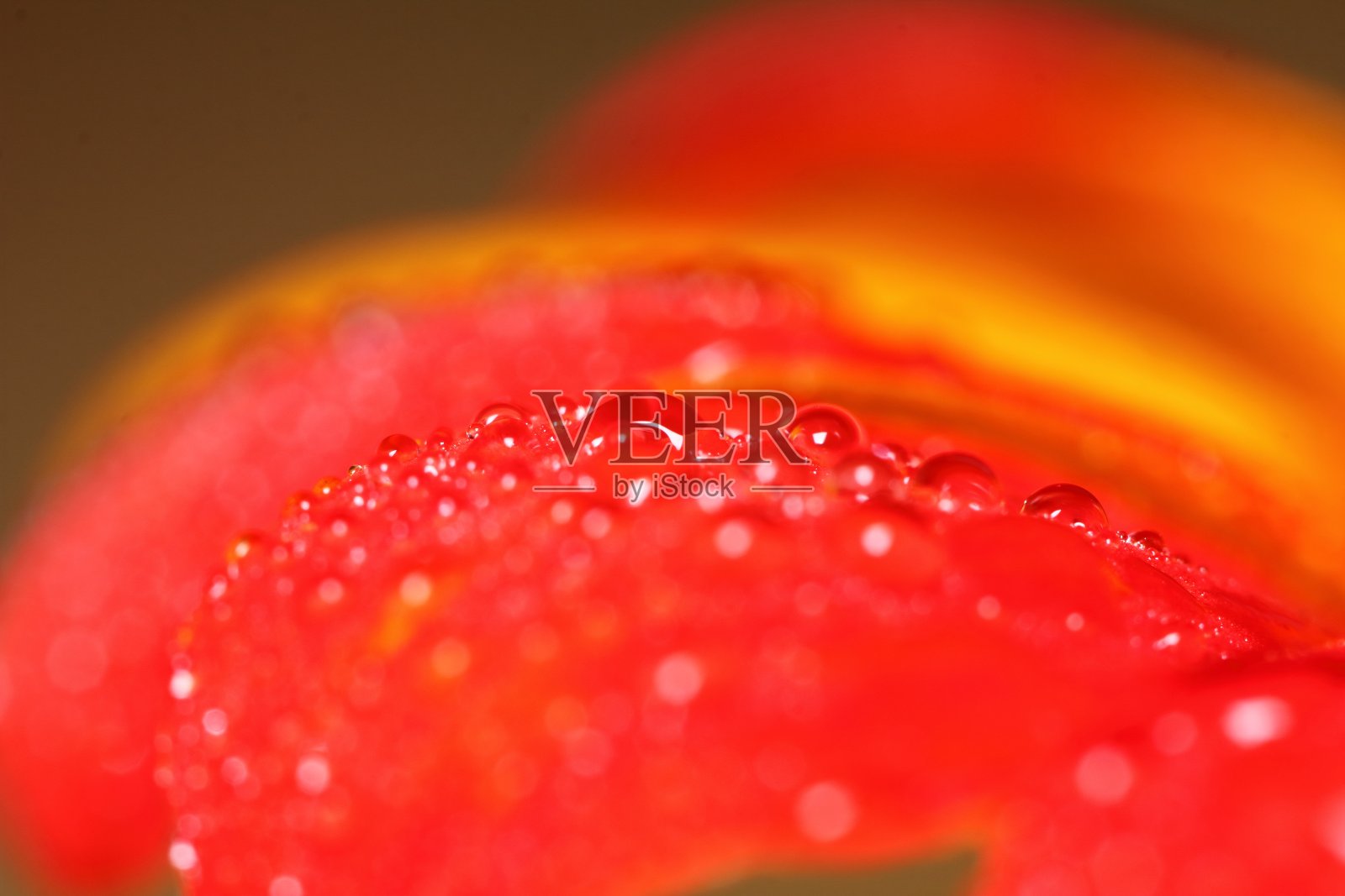 宏滴和红色美丽的花在大自然照片摄影图片