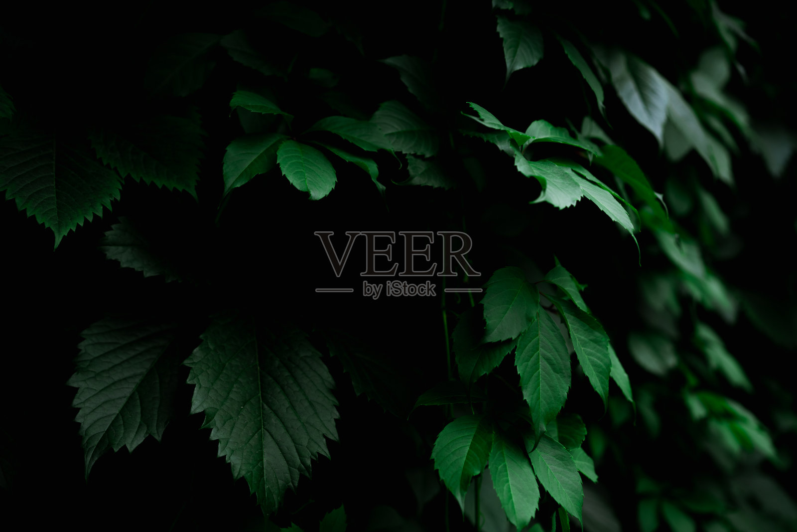 生长的绿叶作为背景照片摄影图片