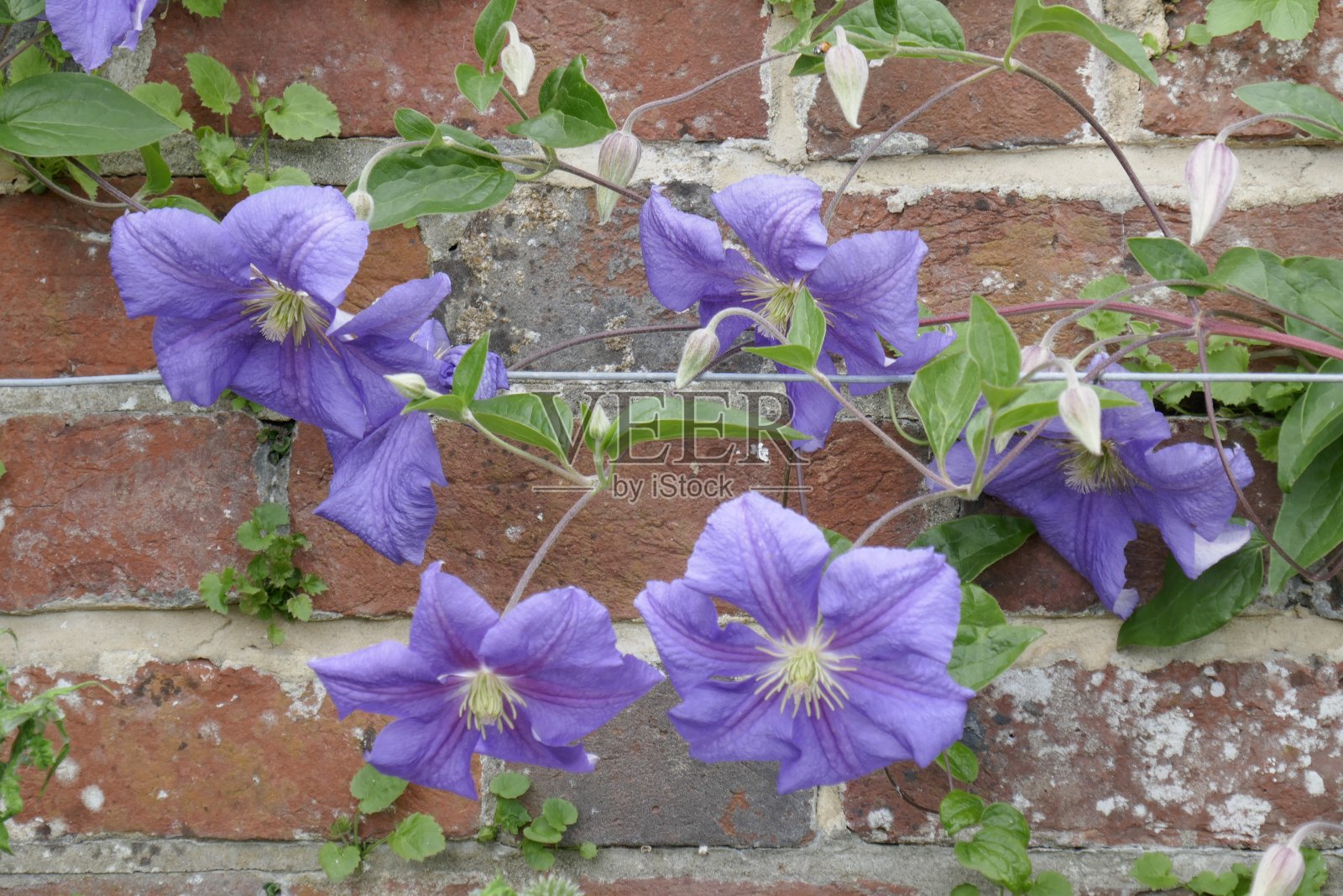 紫色铁线莲花在砖墙上照片摄影图片