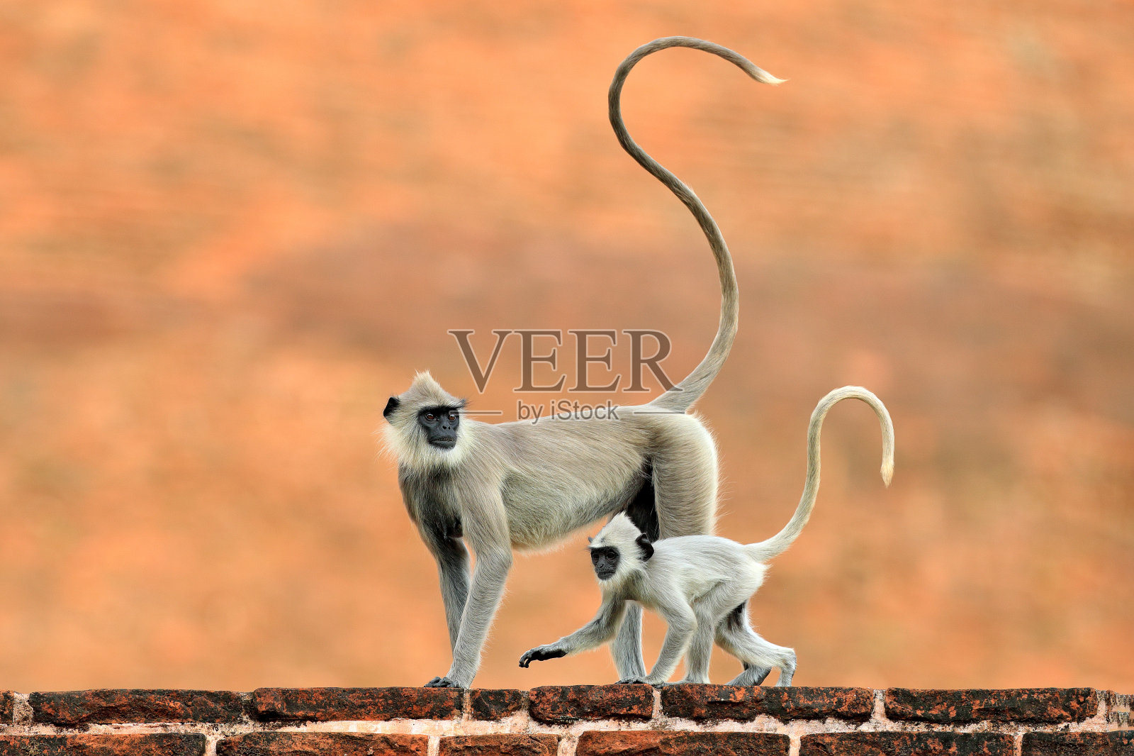 母亲和少年奔跑。斯里兰卡的野生动物。常见的叶猴、斑叶猴、橘红色砖楼上的猴子，自然栖息地，斯里兰卡。城市野生动物。长尾巴的猴子。照片摄影图片