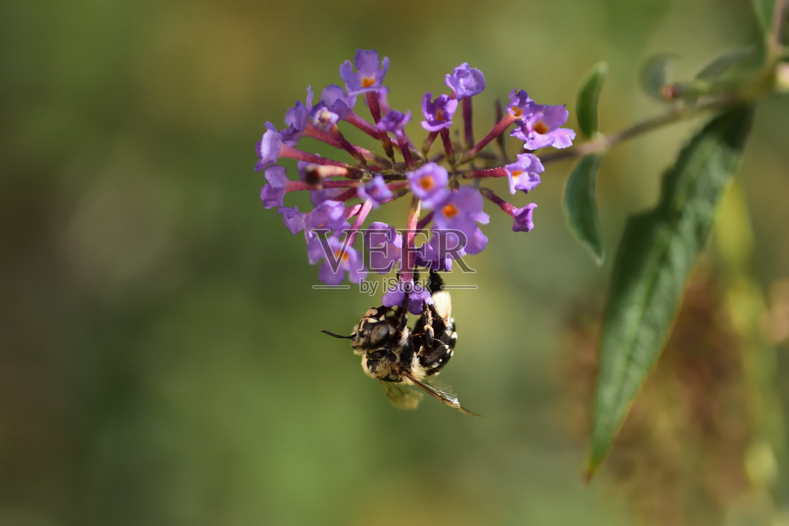 飞行昆虫。照片摄影图片