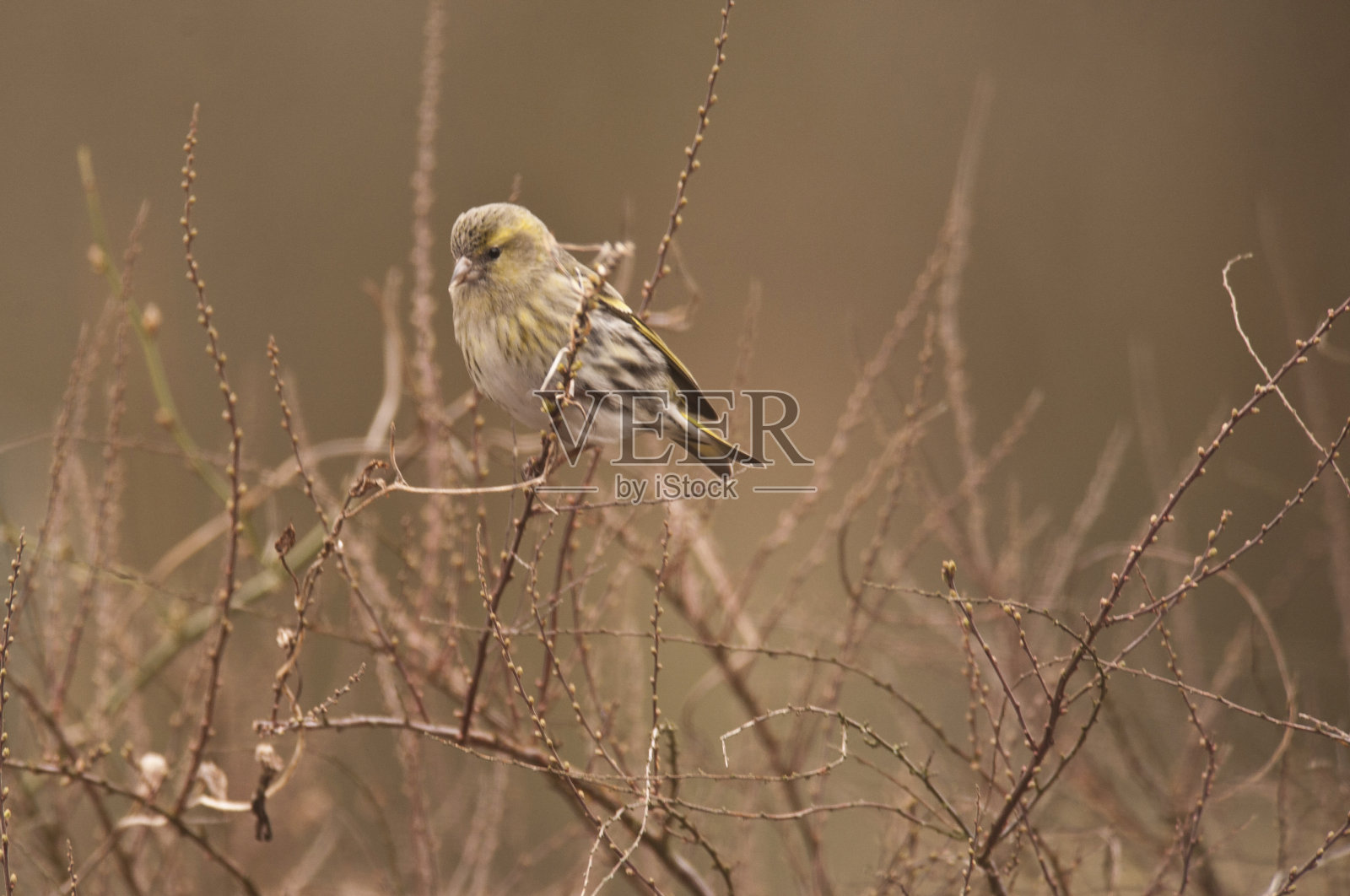 欧亚金翅雀照片摄影图片